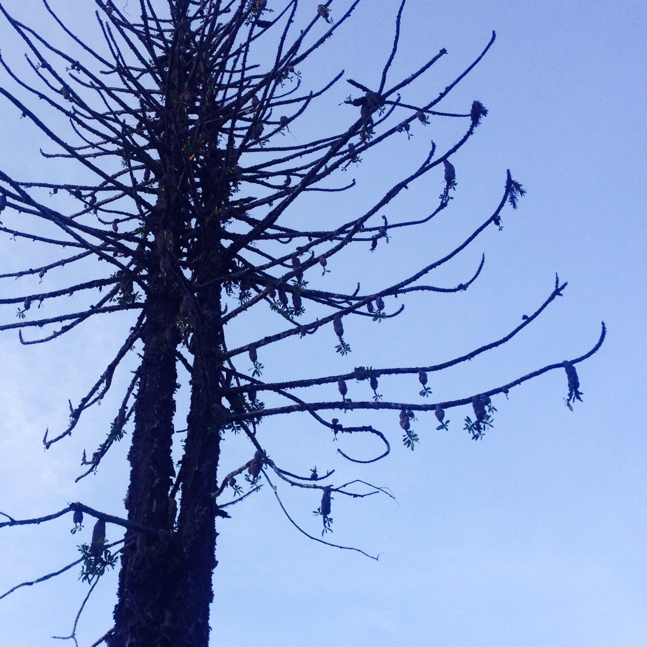  I was amazed at the number of orchids that had made their home in this dead pine tree. 