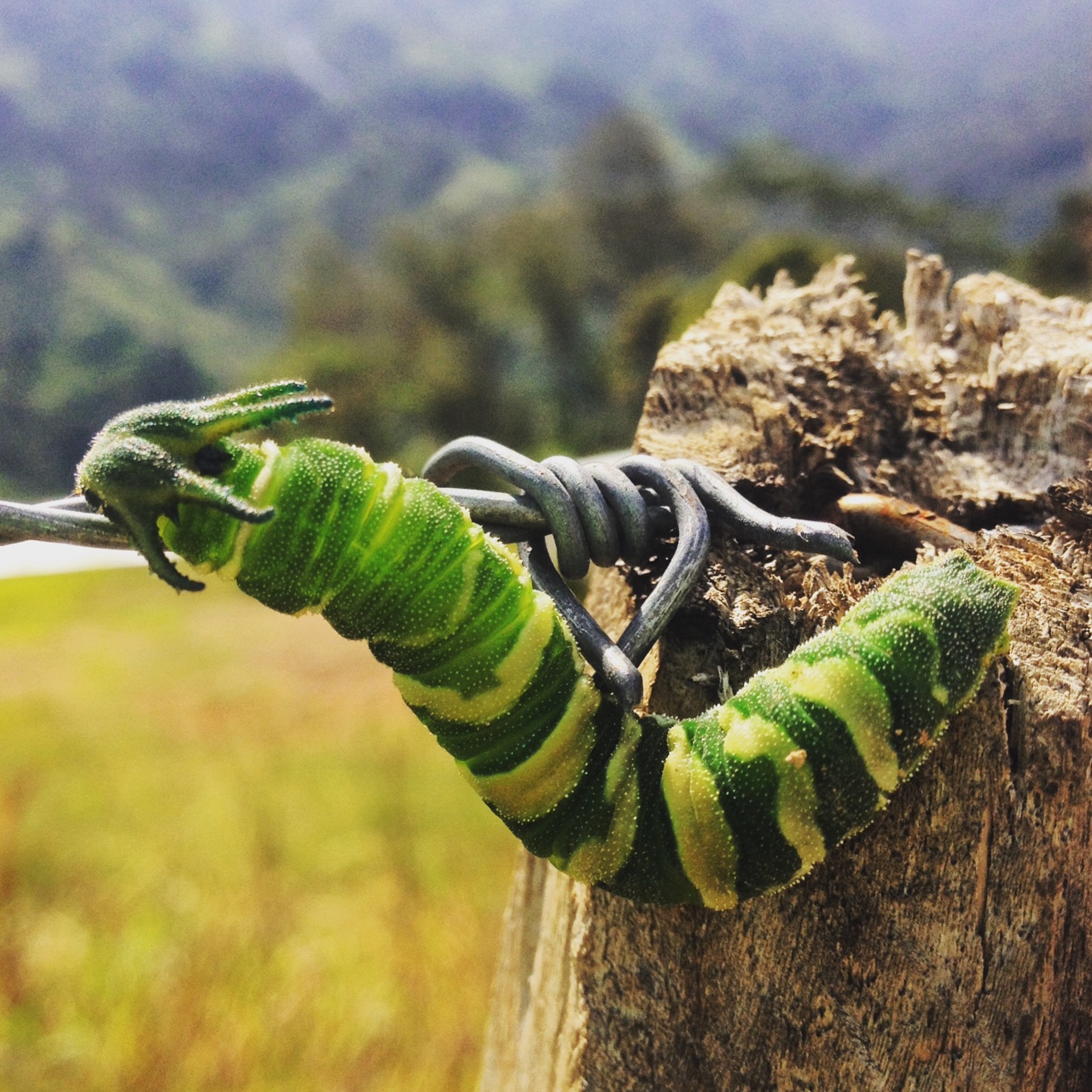  In PNG, you always wonder if the plant or insect that you are looking at is an undiscovered species...or is poisonous. Even the local kids were scared to pick up this guy. 