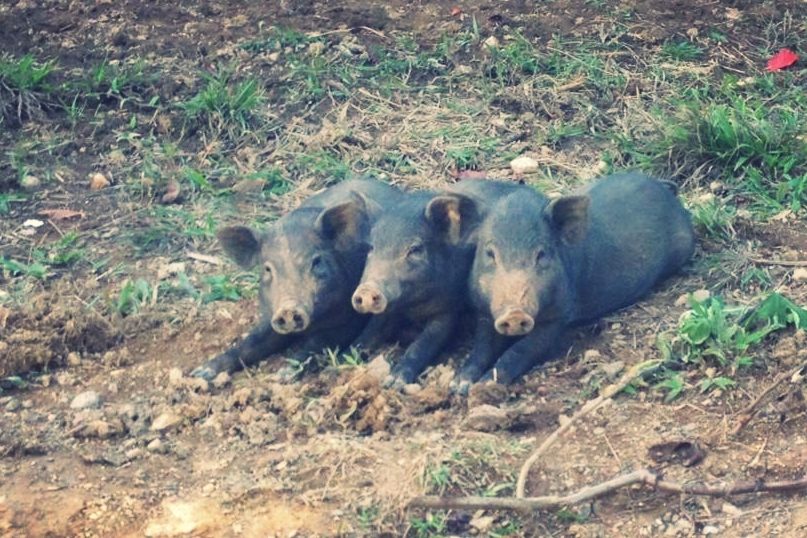  The three little pigs! 