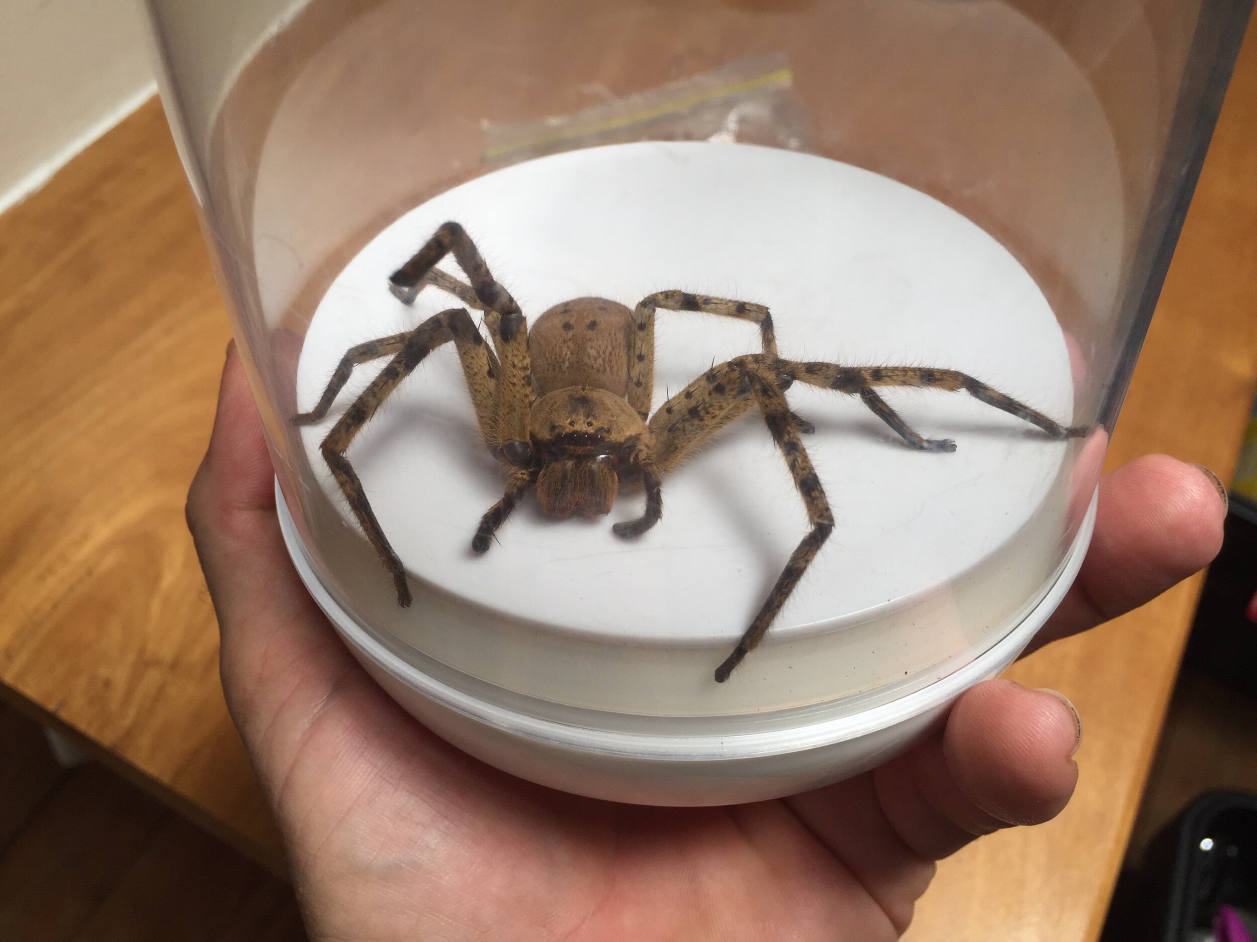  Yeah, unfortunately this tarantula was found inside the house :-O 