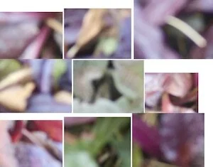   Biotransformation , entire installation, 2016 