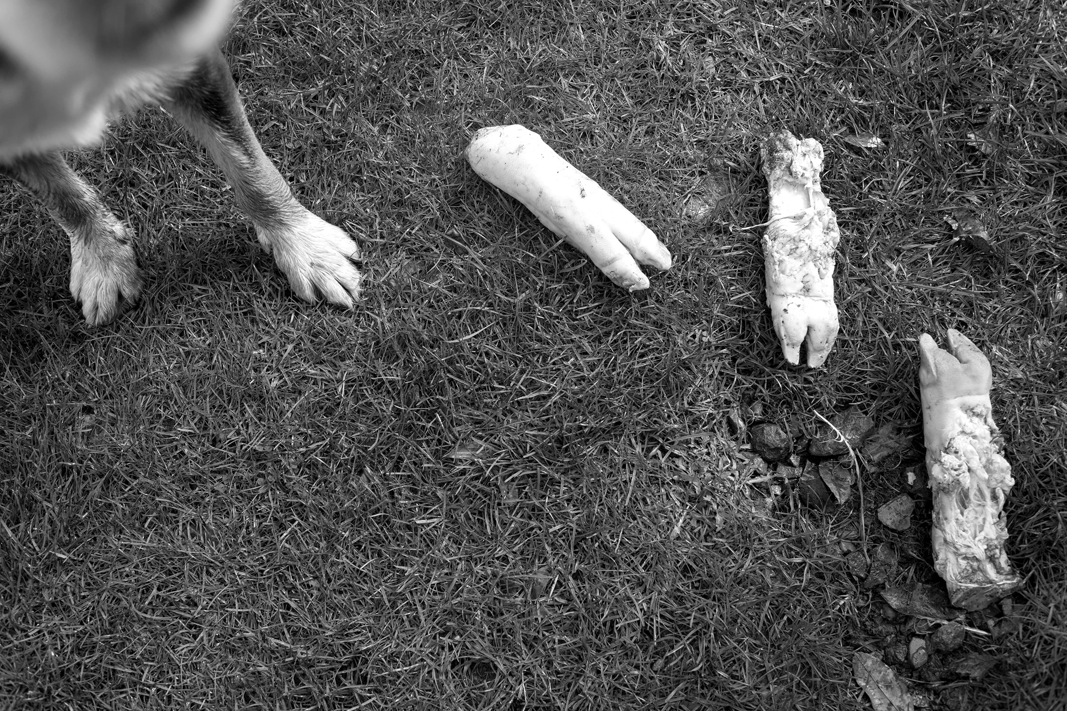 Website13x19DogFeetWitchprint.jpg