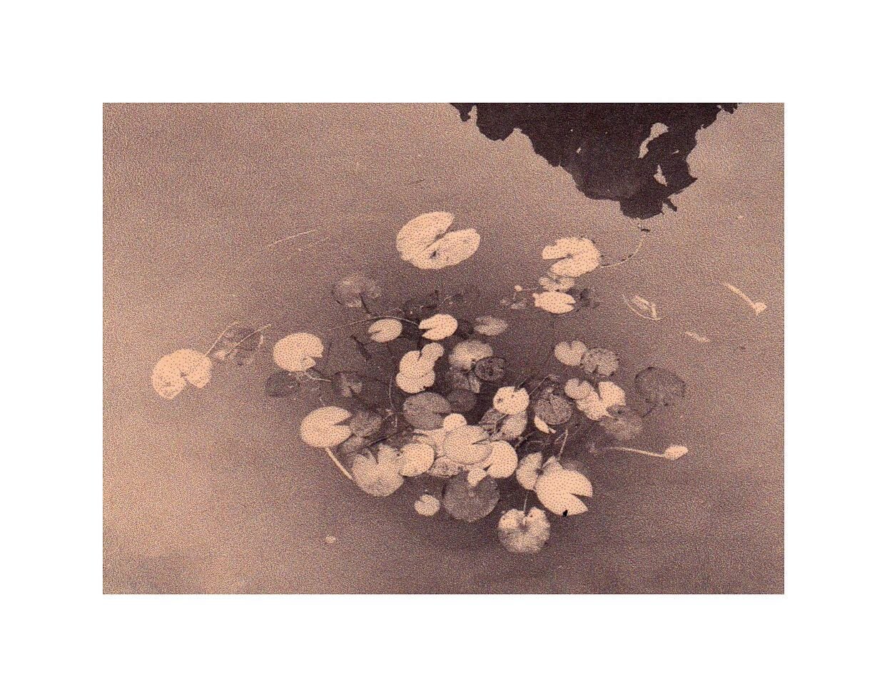 &ldquo;Lamenting the Earth&rdquo; 
Toned rice paper prints
.
.
.
.
.
.
#alternativeprocesses #antiquated #antiquatedphotography #landscape #landscapephotography #landscapeart #melancholy #earth #poetry #fog #pond #lilypads #trees #prints #landscapelo