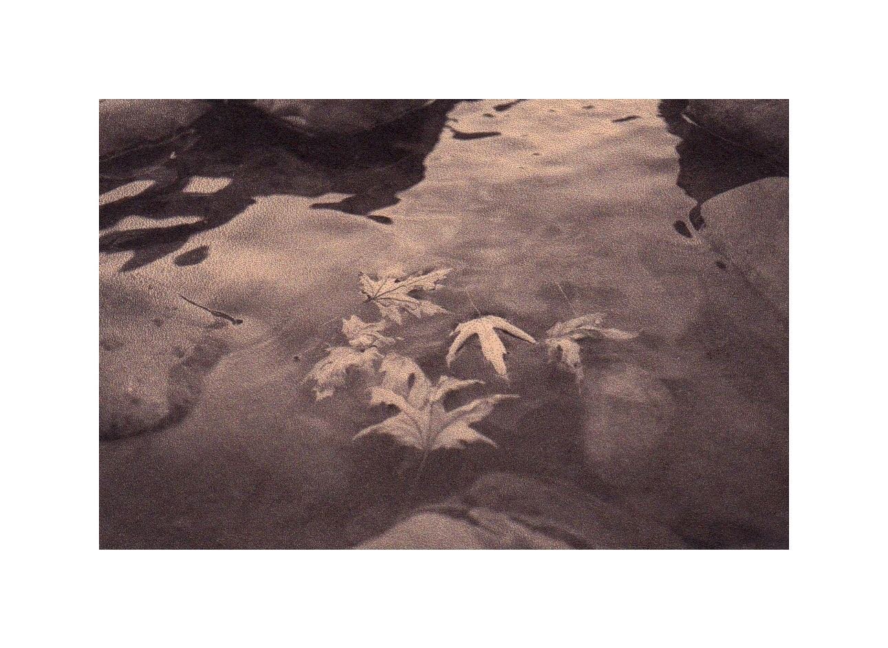 &ldquo;Lamenting the Earth&rdquo; 
Toned rice paper prints
.
.
.
.
.
.
#alternativeprocesses #antiquated #antiquatedphotography #landscape #landscapephotography #landscapeart #melancholy #earth #poetry #pond #leaves #shadows #trees #prints #landscape