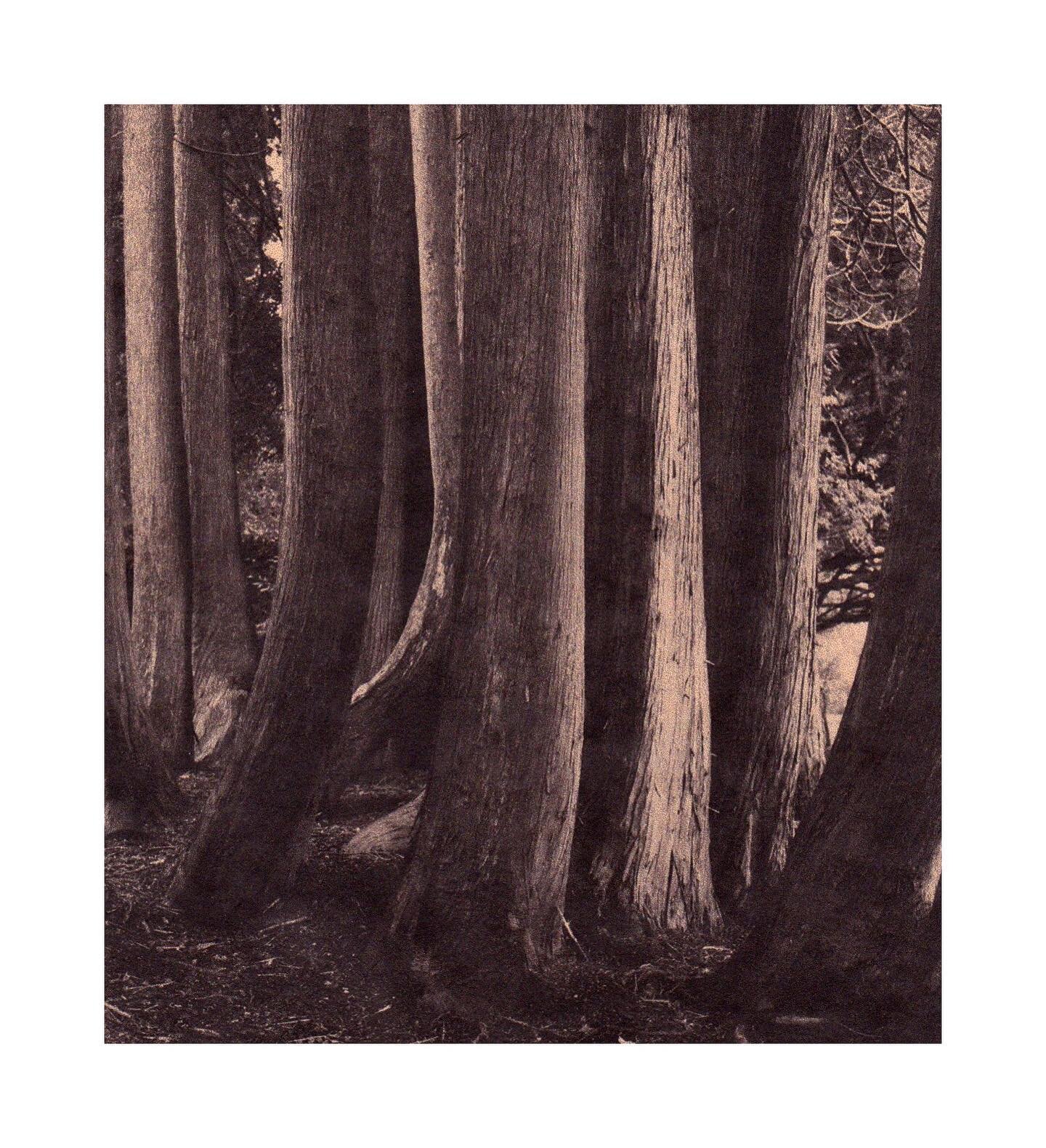 &ldquo;Lamenting the Earth&rdquo; 
Toned rice paper prints
.
.
.
.
.
.
#alternativeprocesses #antiquated #antiquatedphotography #landscape #landscapephotography #landscapeart #melancholy #earth #poetry #forest #bark #shadows #trees #prints #landscape