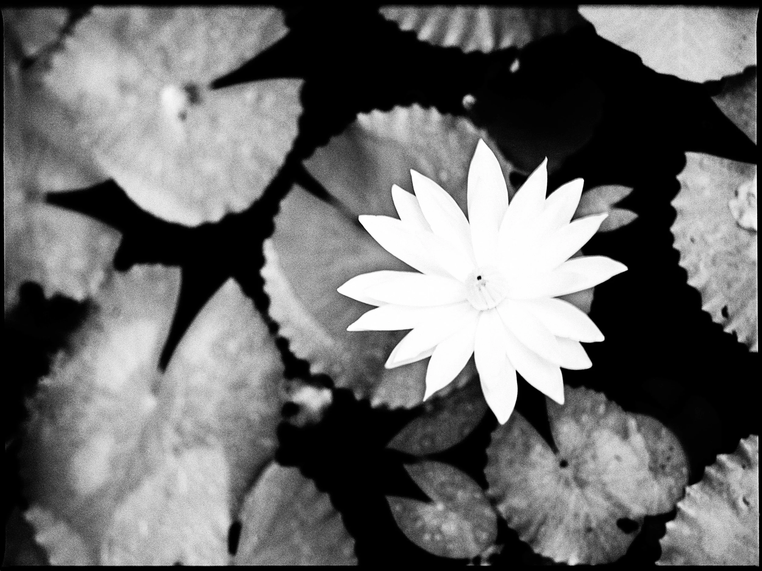 Lotus - Bali