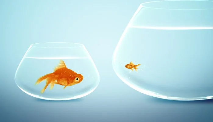 Big fish in the small pond
