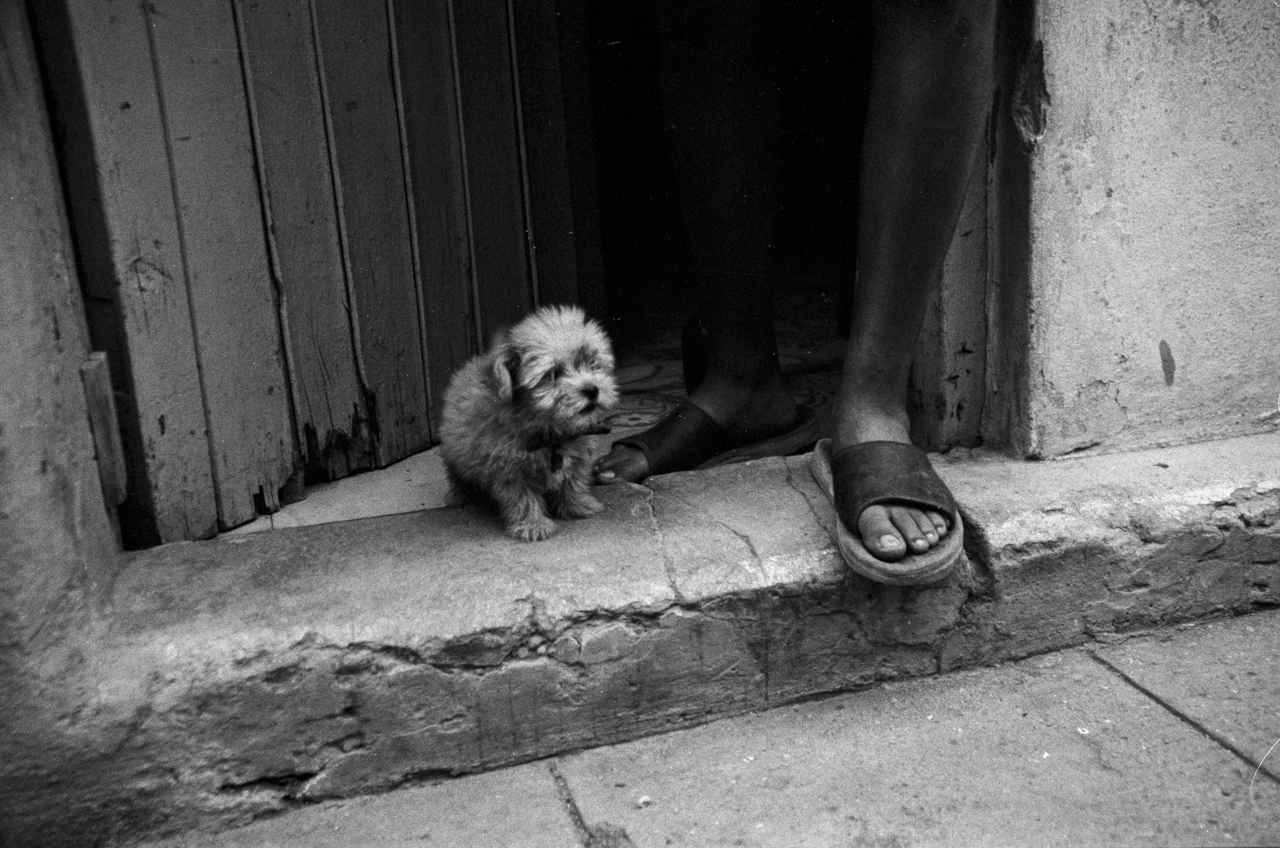 Perrito