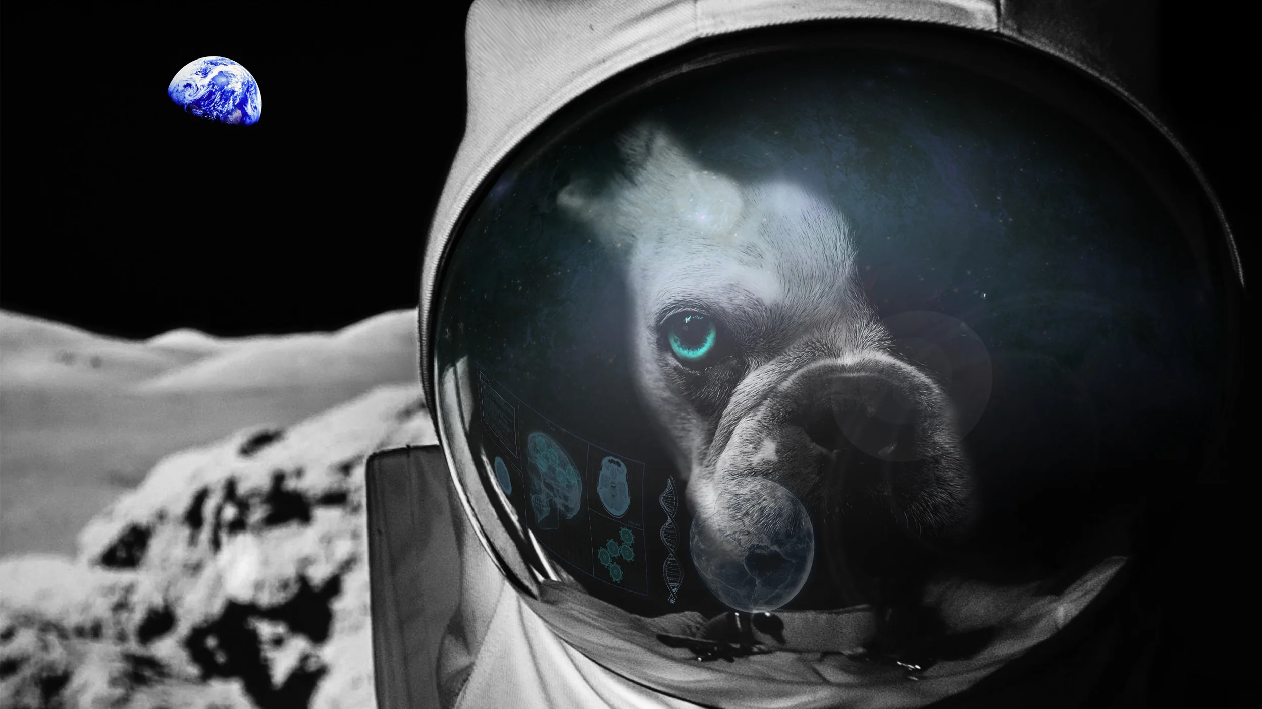 VML_SPACE_DOG_BACKGROUND.jpg