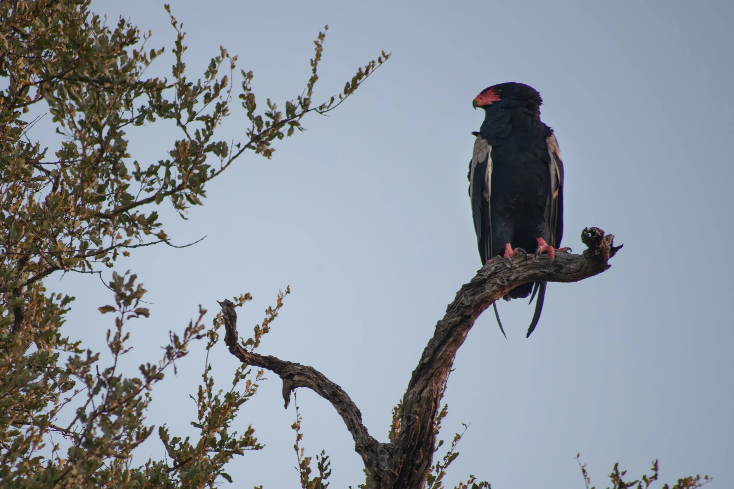 Bateleur eagle (Terathopius ecaudatus), 2015