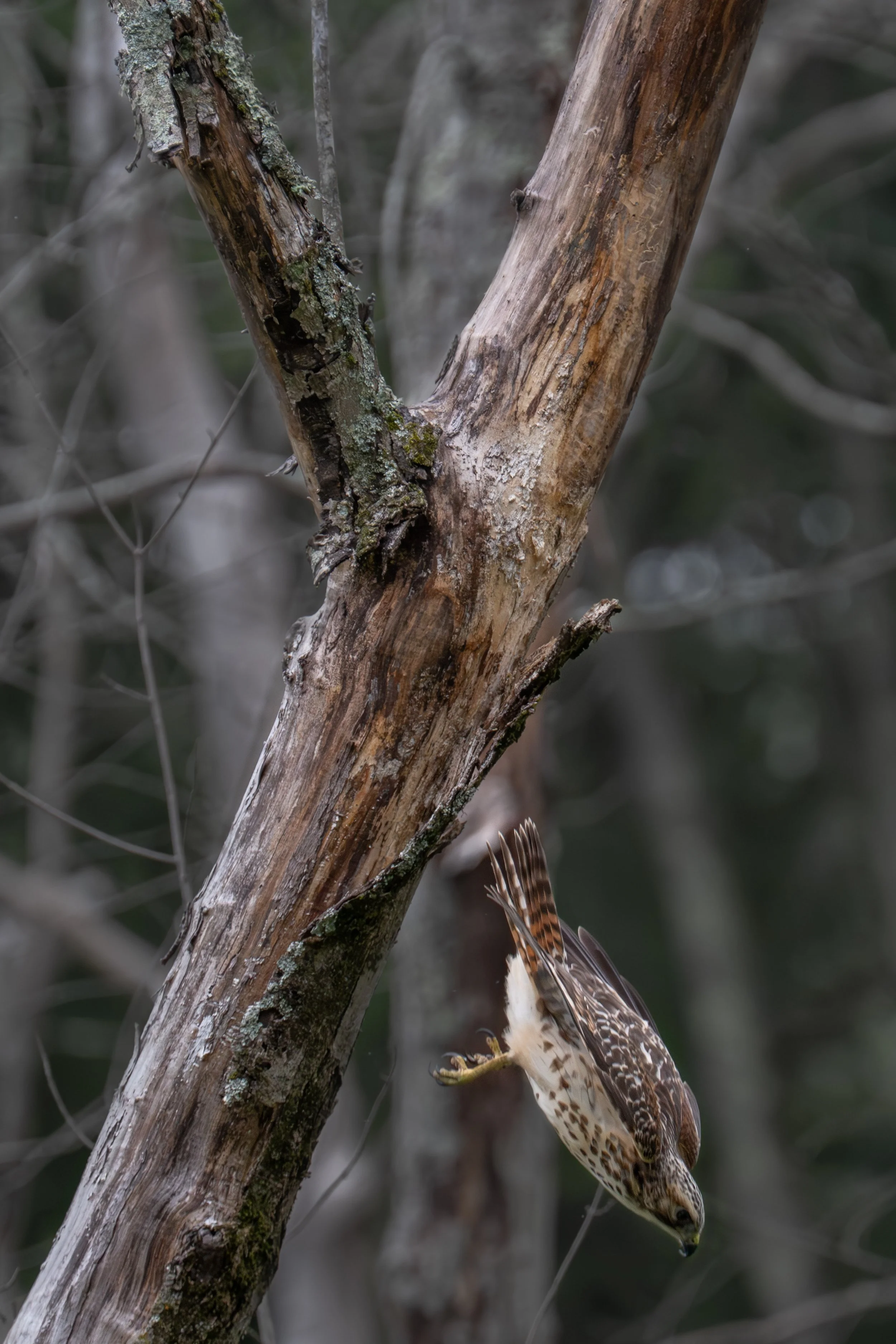 Red-Shouldered Hawk (Buteo lineatus), 2025