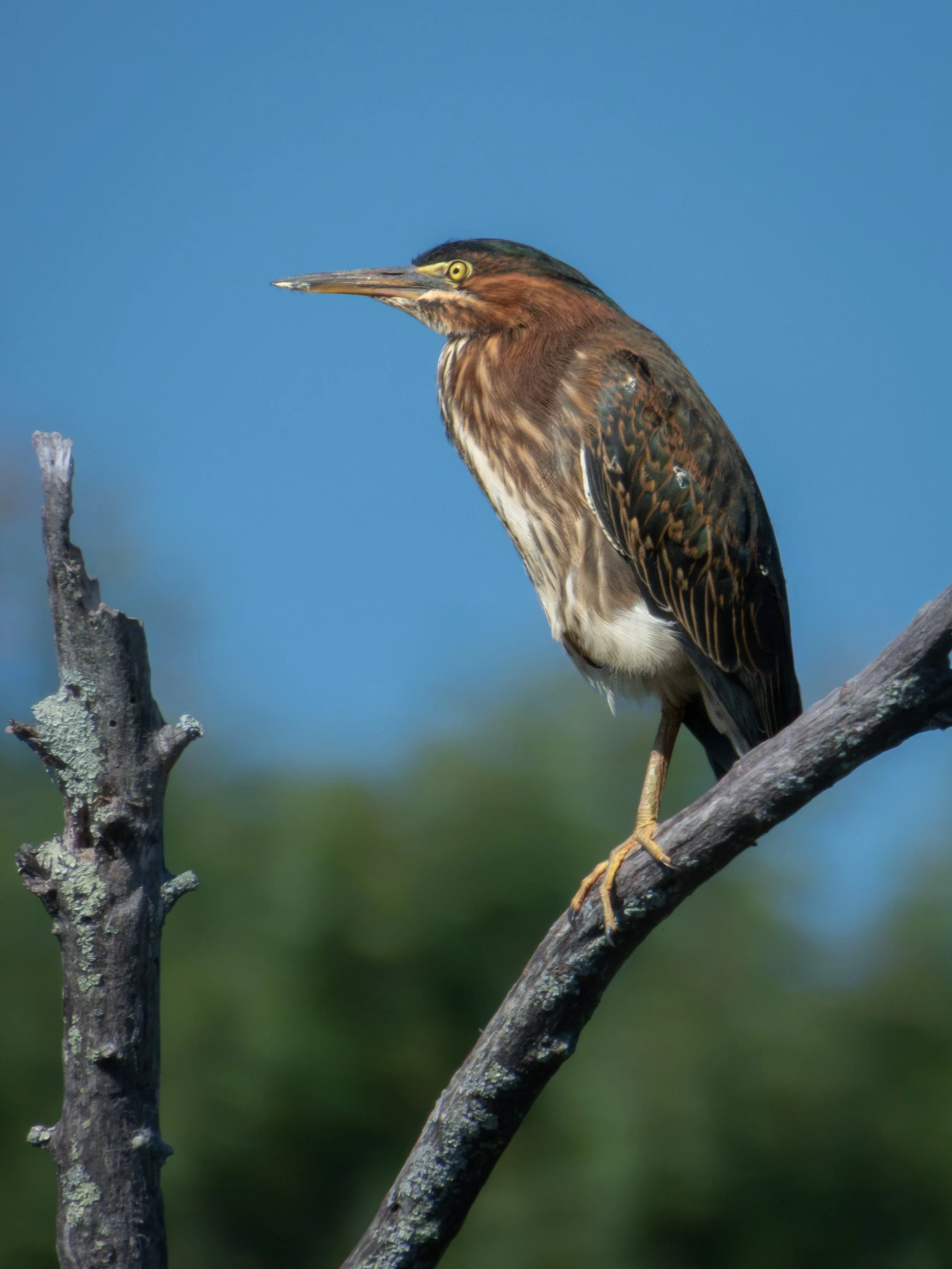 Green Heron.jpg