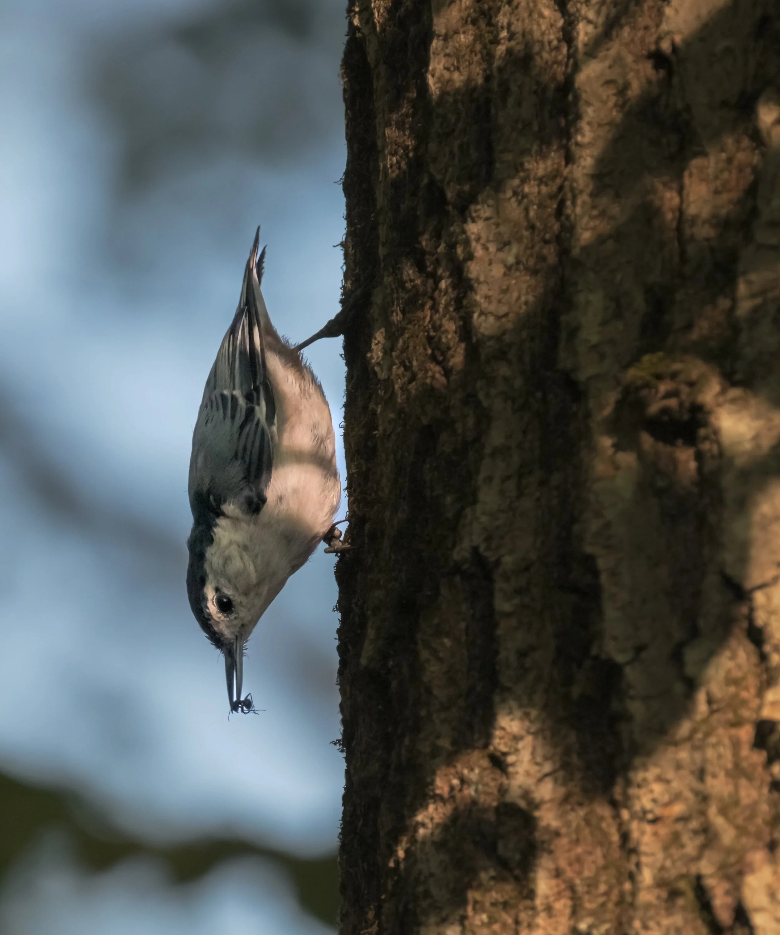 White-breasted Nuthatch (Sitta carolinensis), 2025