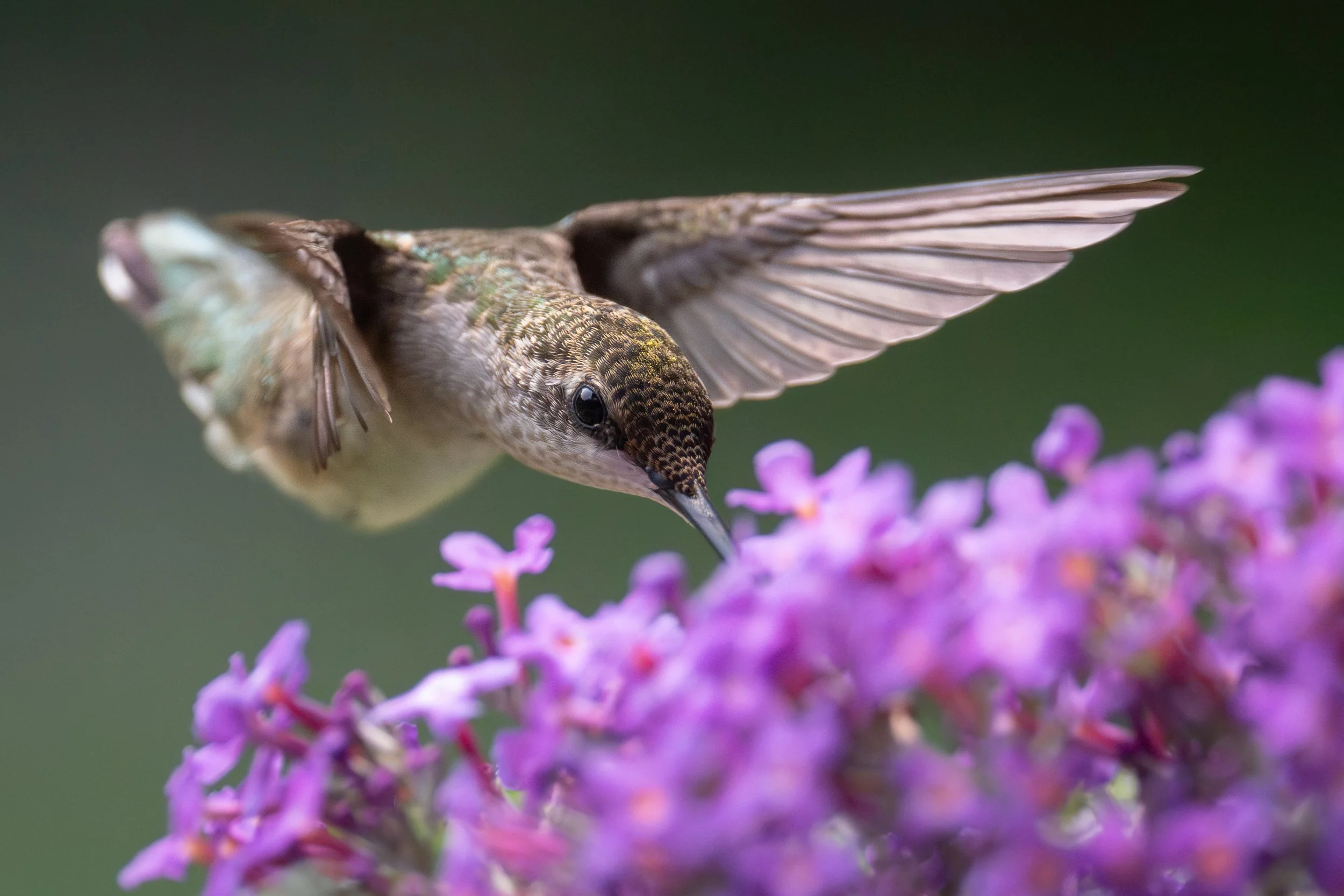 Ruby-throated Hummingbird (Archilochus colubris), 2025