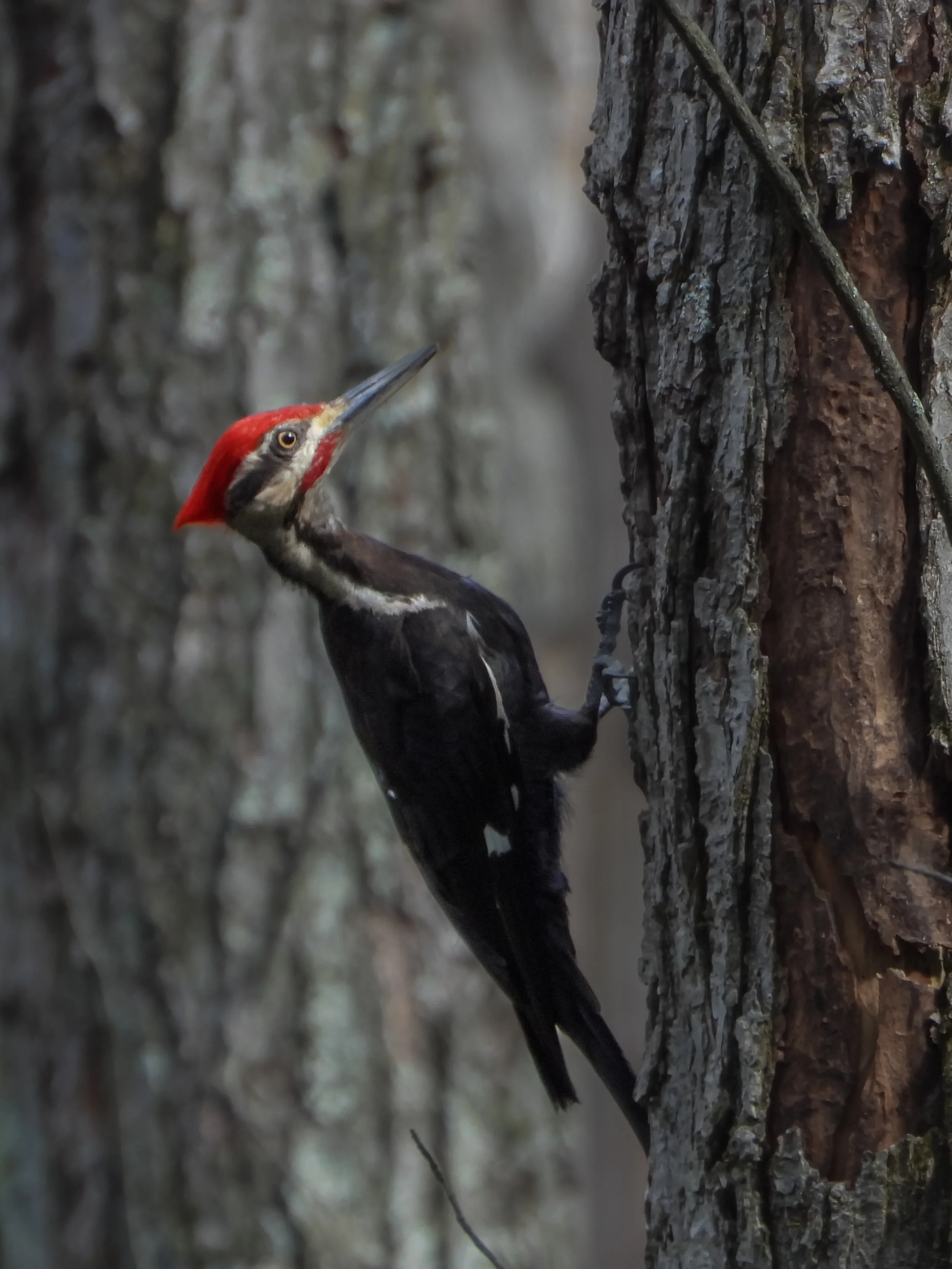 Pileated Woodpecker (Dryocopus pileatus), 2025