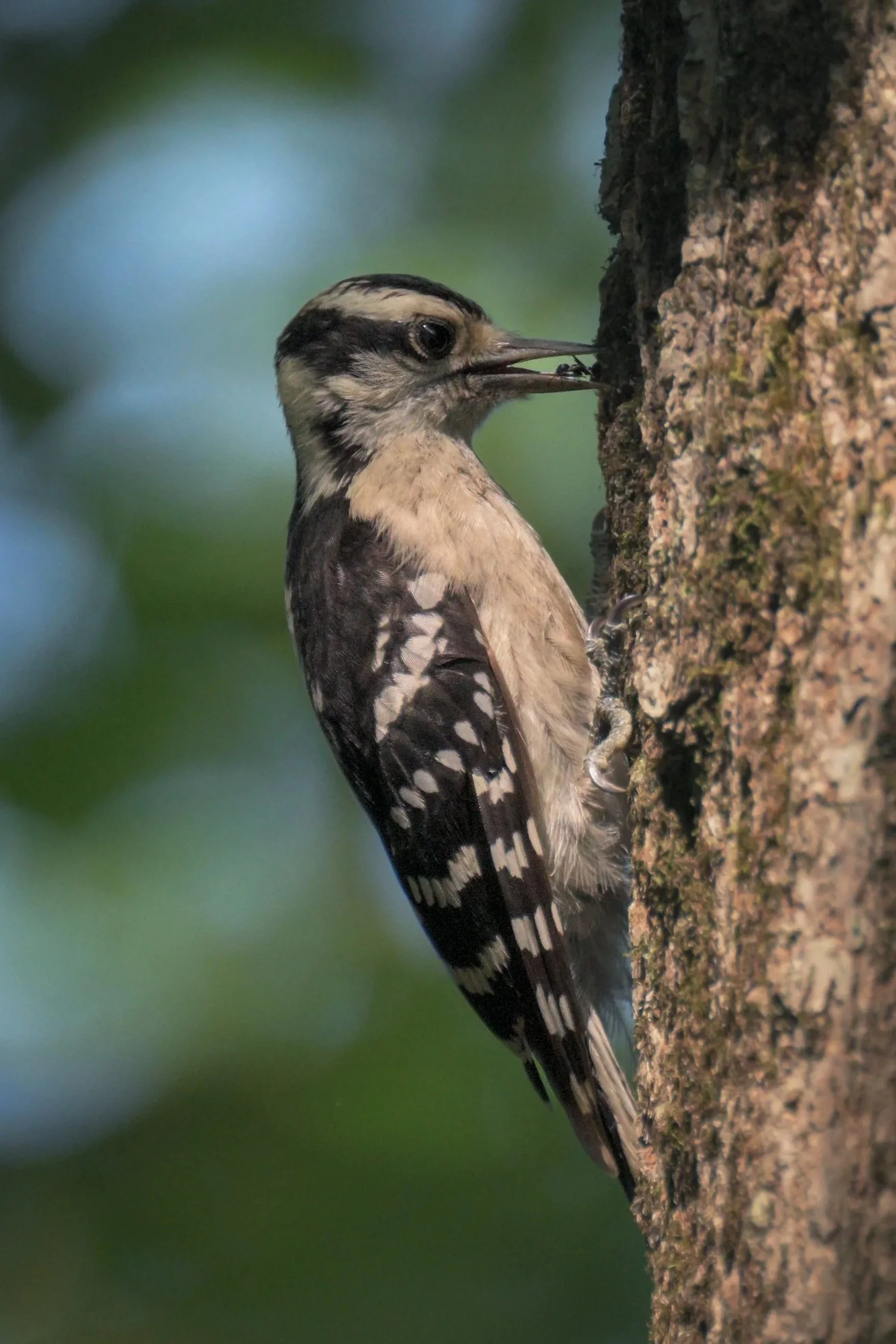 Downy Woodpecker (Picoides pubescens), 2025