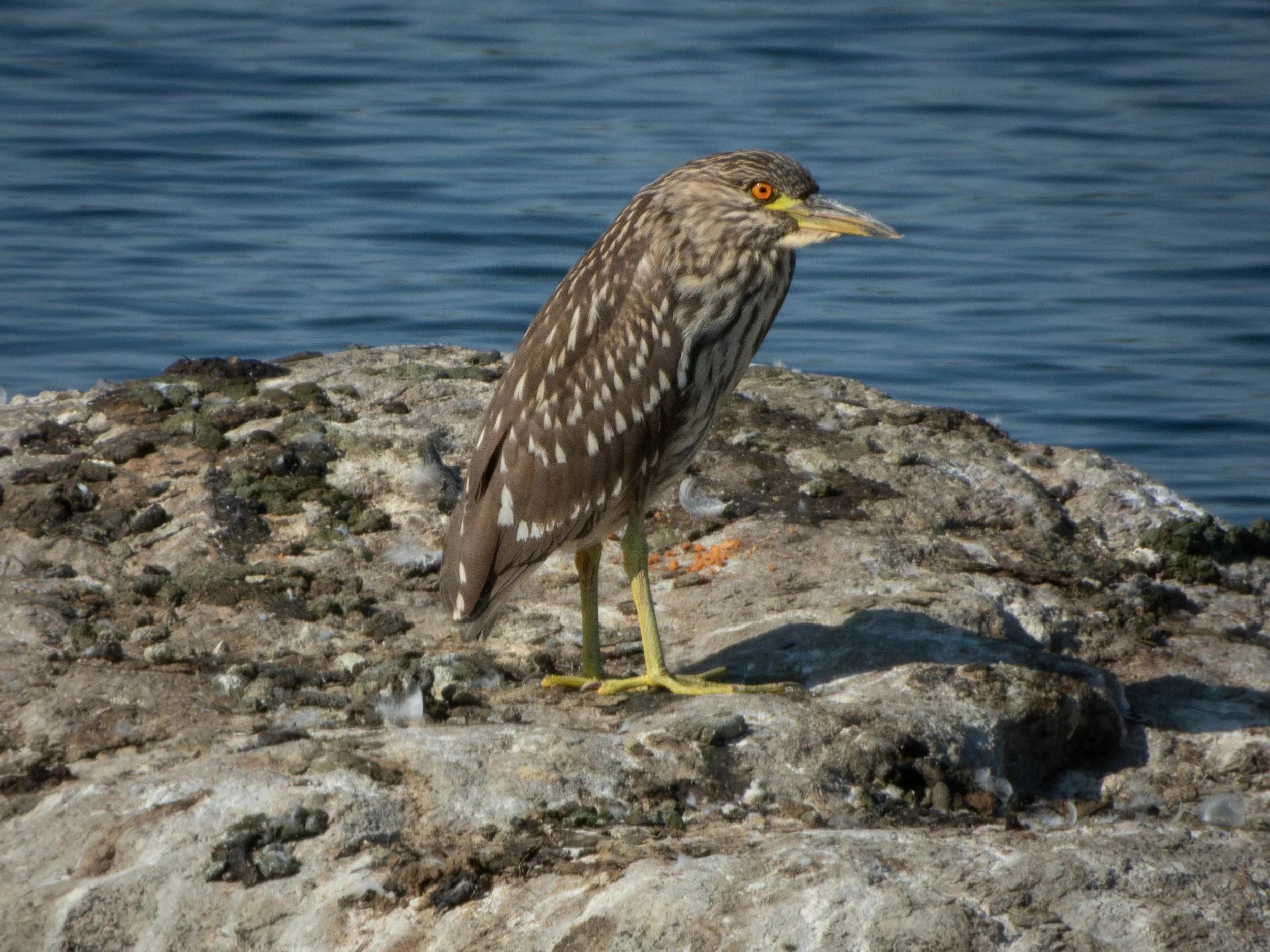 Black+Crowned+Night+Heron-2.jpg