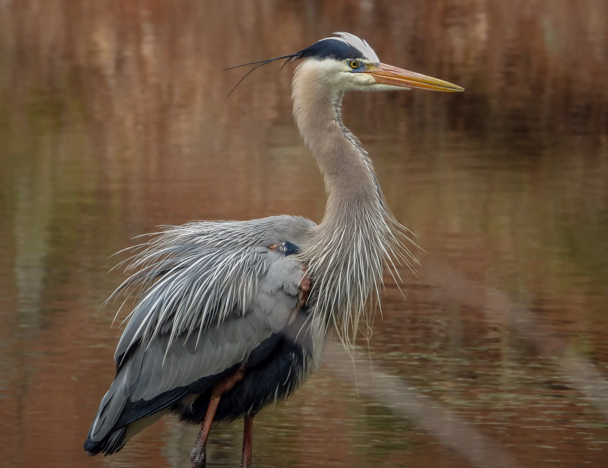 Great Blue Heron (Ardea herodias), 2025
