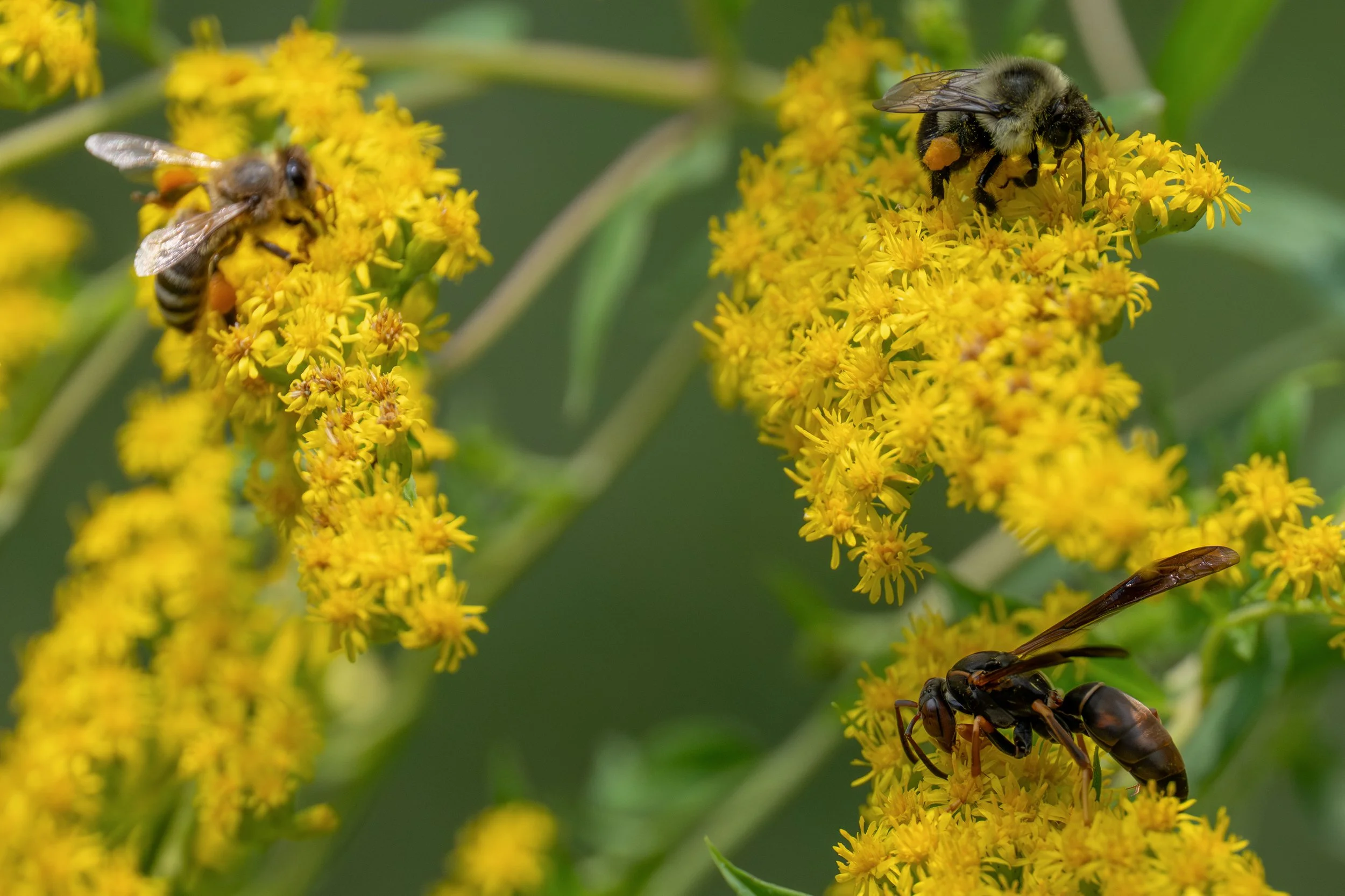 European Honey Bee, Bumblebee, Paper Wasp, 2025