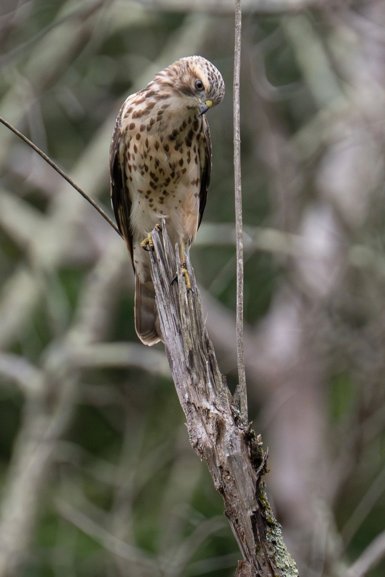 Red-Shouldered Hawk (Buteo lineatus), 2025