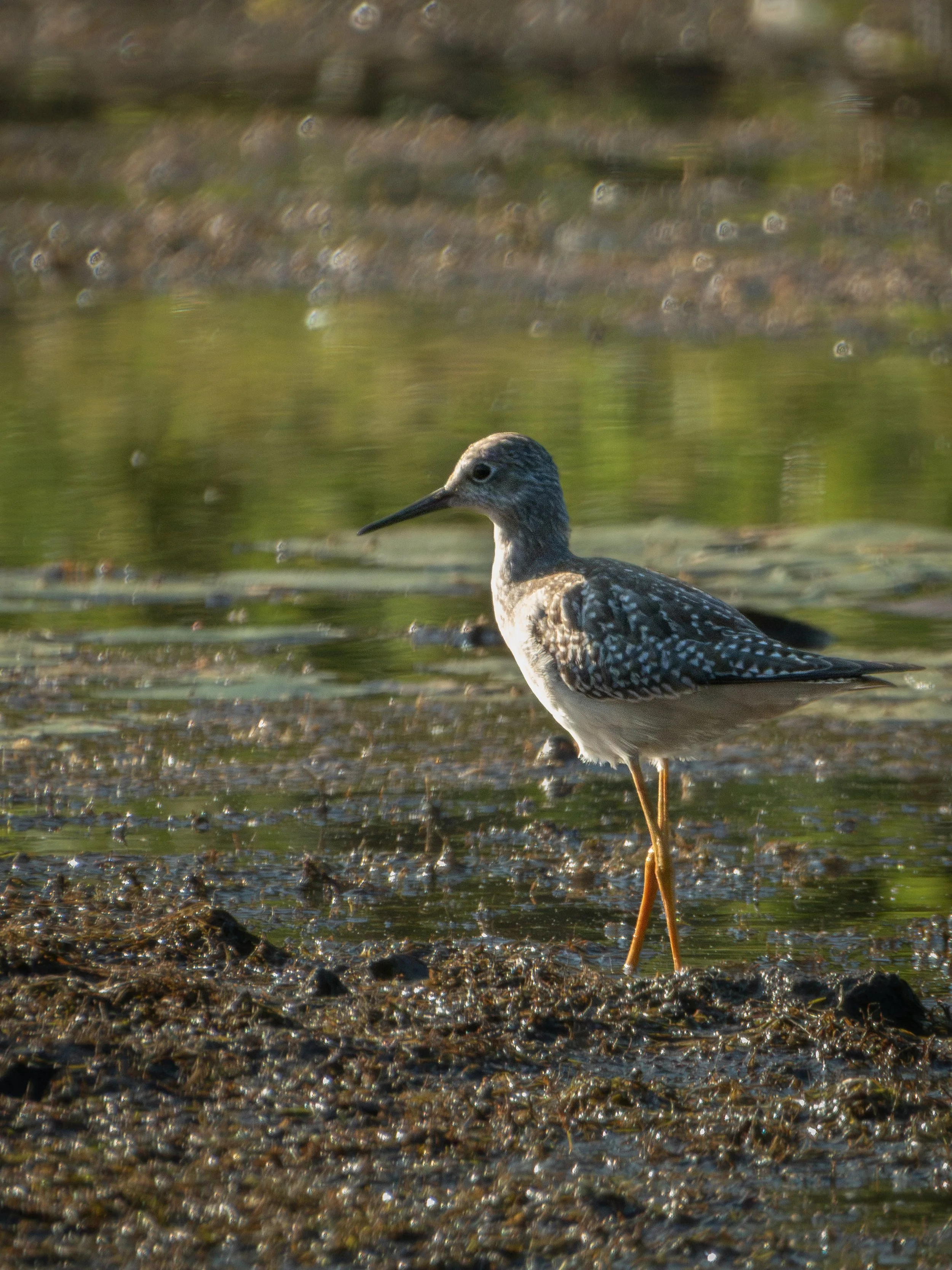 Lesser Yellowlegs.jpg