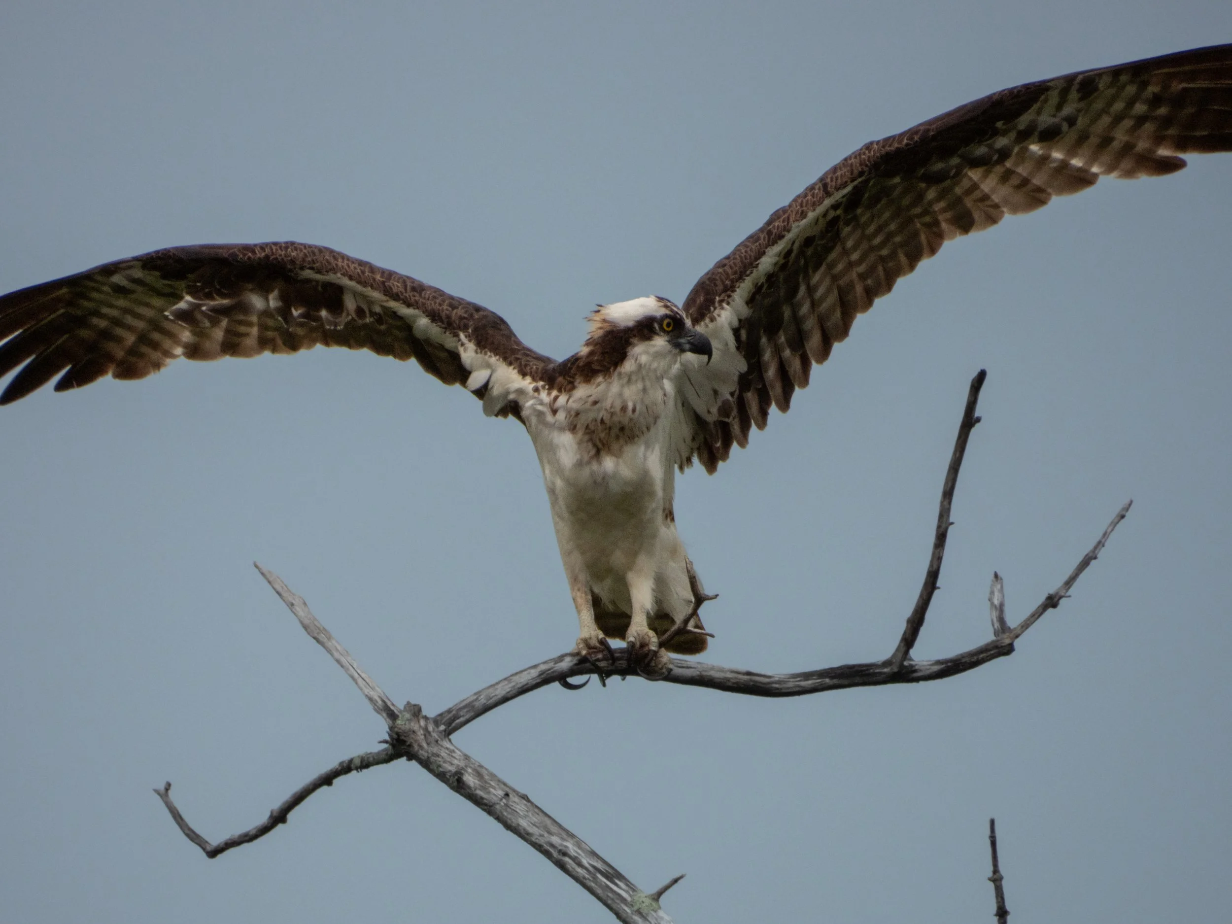Osprey.jpg