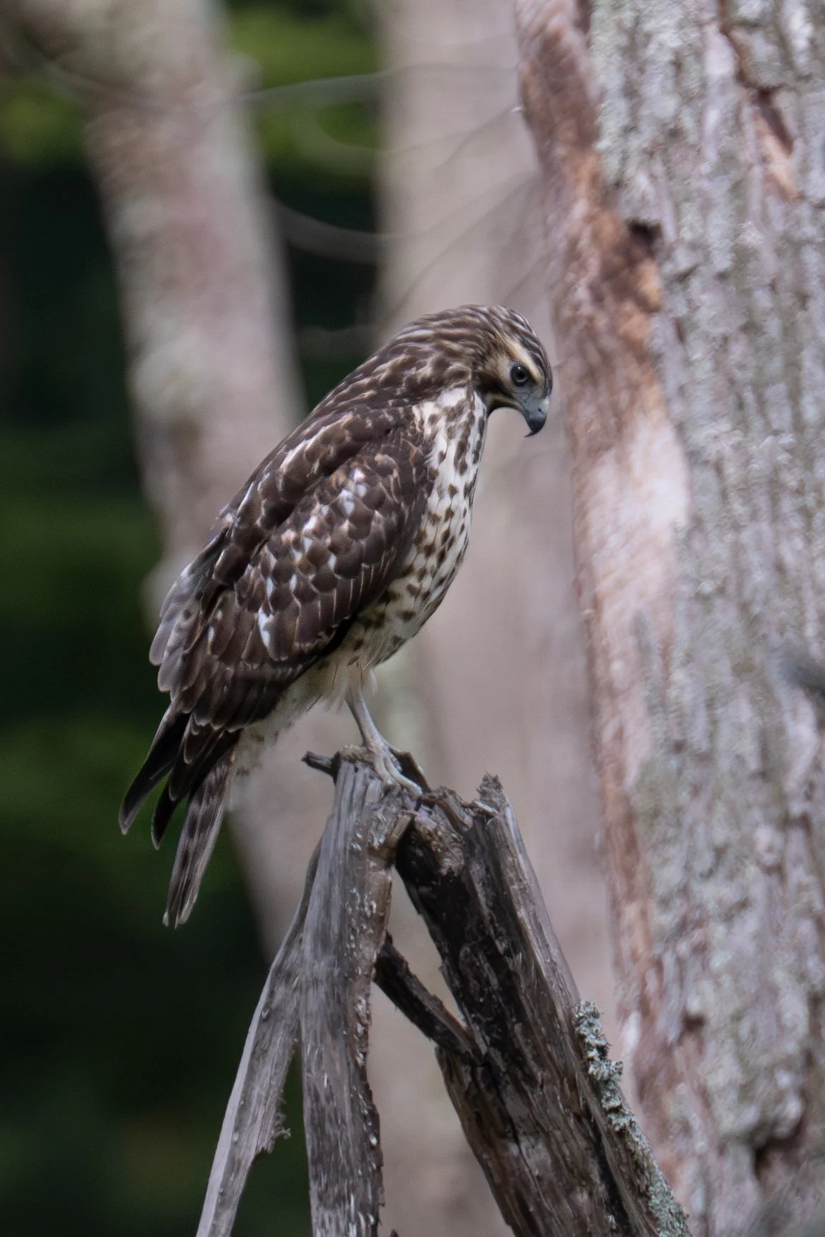 Red-Shouldered Hawk (Buteo lineatus), 2025