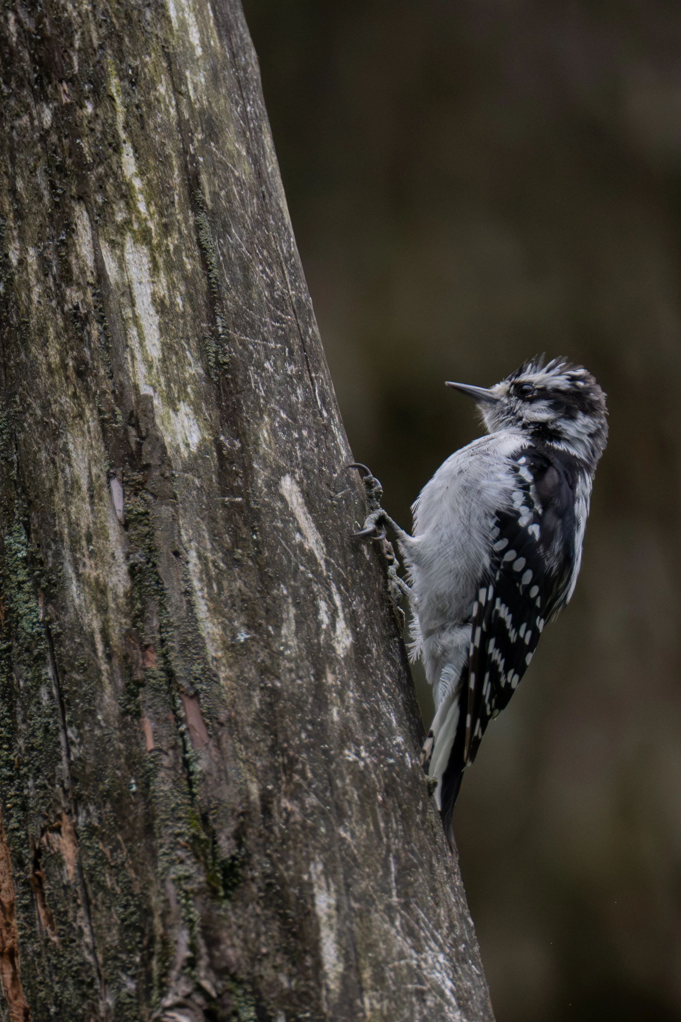 Downy Woodpecker (Picoides pubescens), 2025