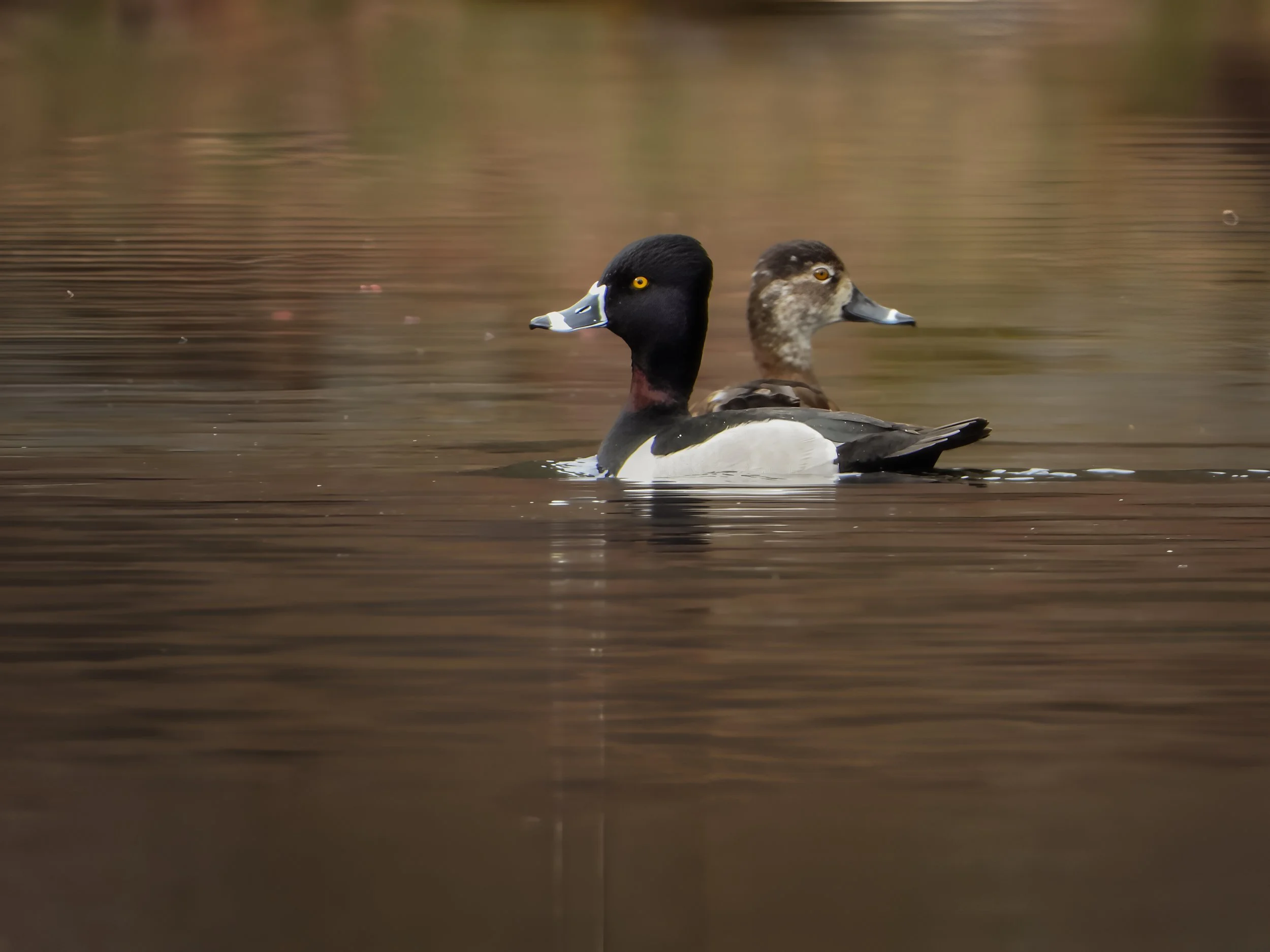 Ring-necked Duck (Aythya collaris), 2025