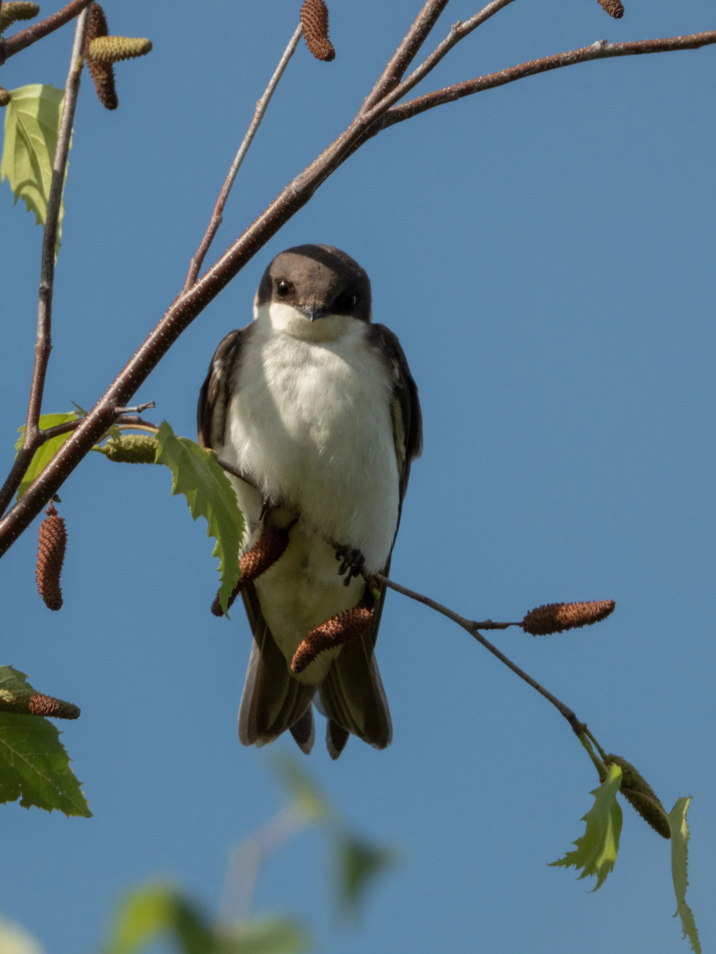 Tree Swallow-2.jpg