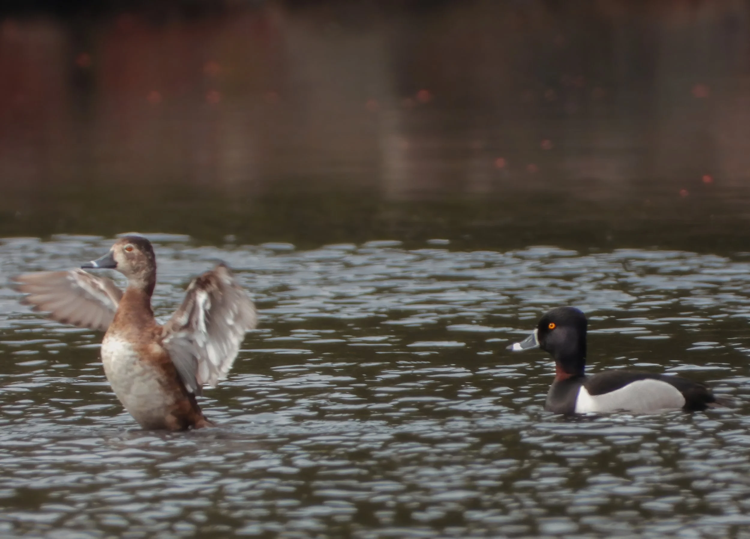 Ring-necked Duck (Aythya collaris), 2025