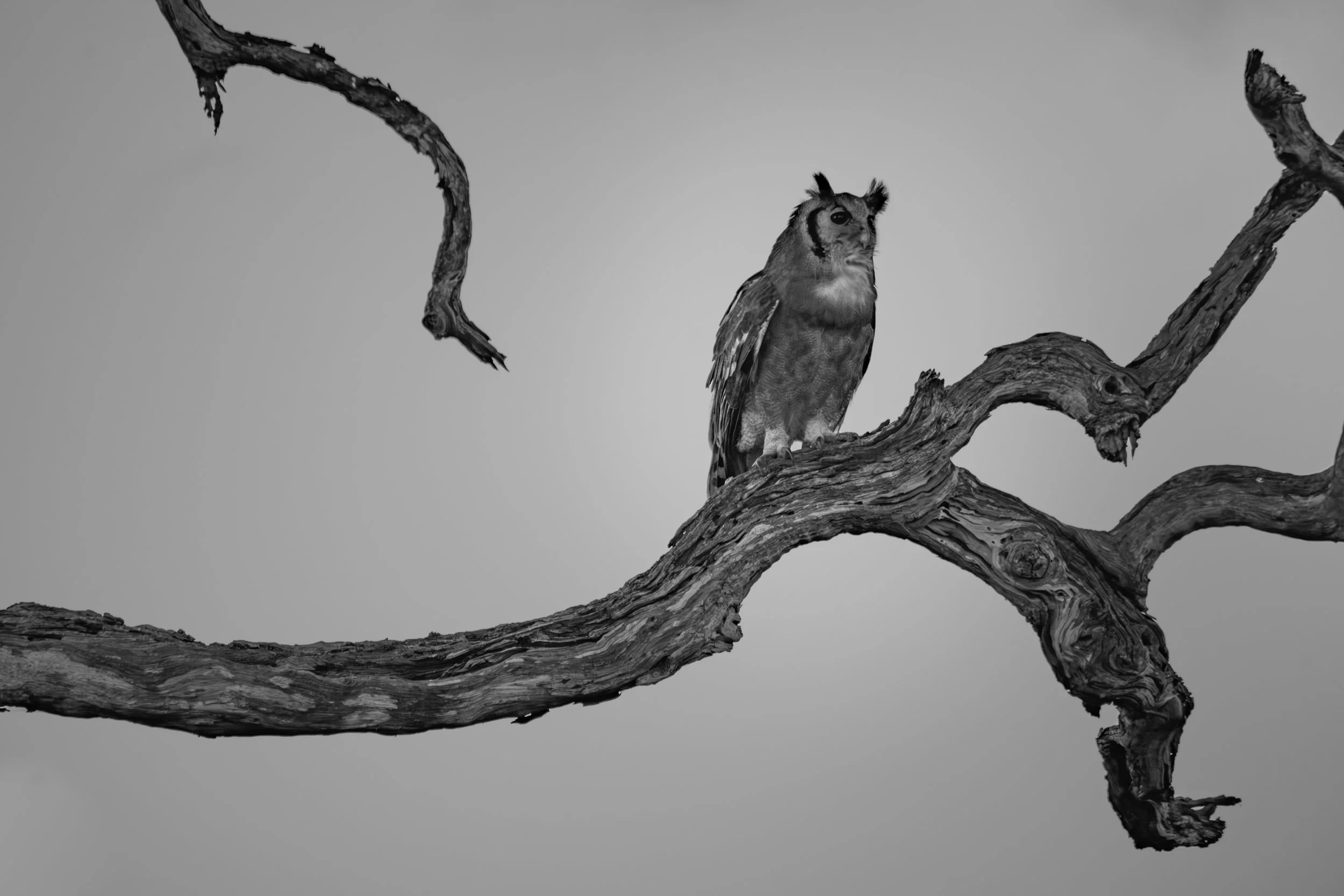 Verreaux's Eagle-owl (Ketupa lactea), 2015