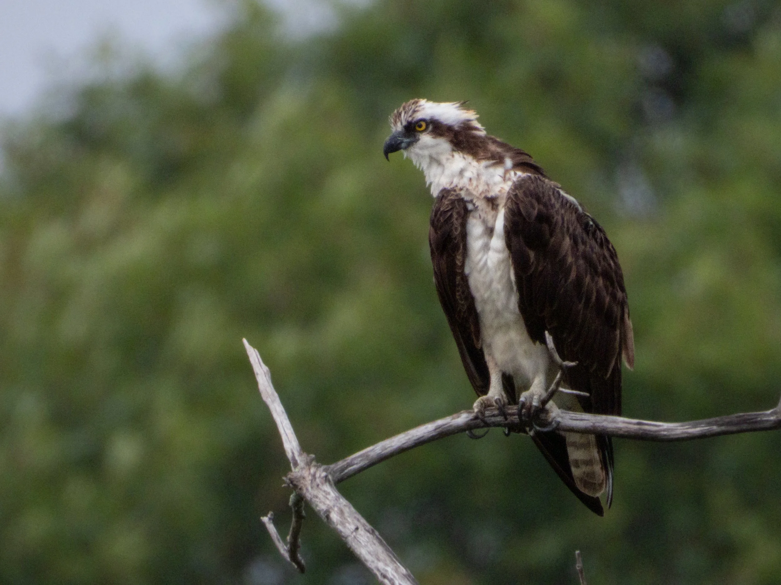 Osprey-10.jpg