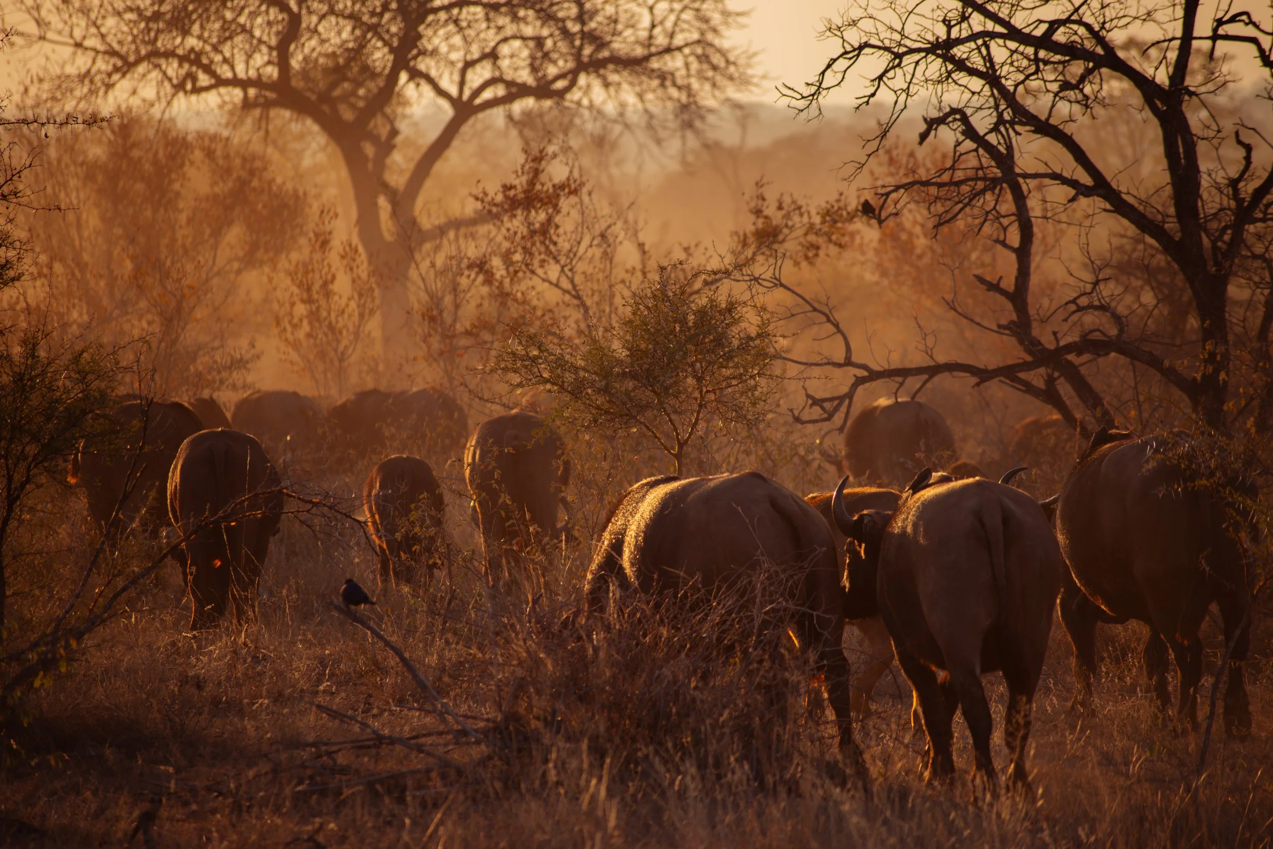 Cape Buffalo (Syncerus caffer caffer), 2015