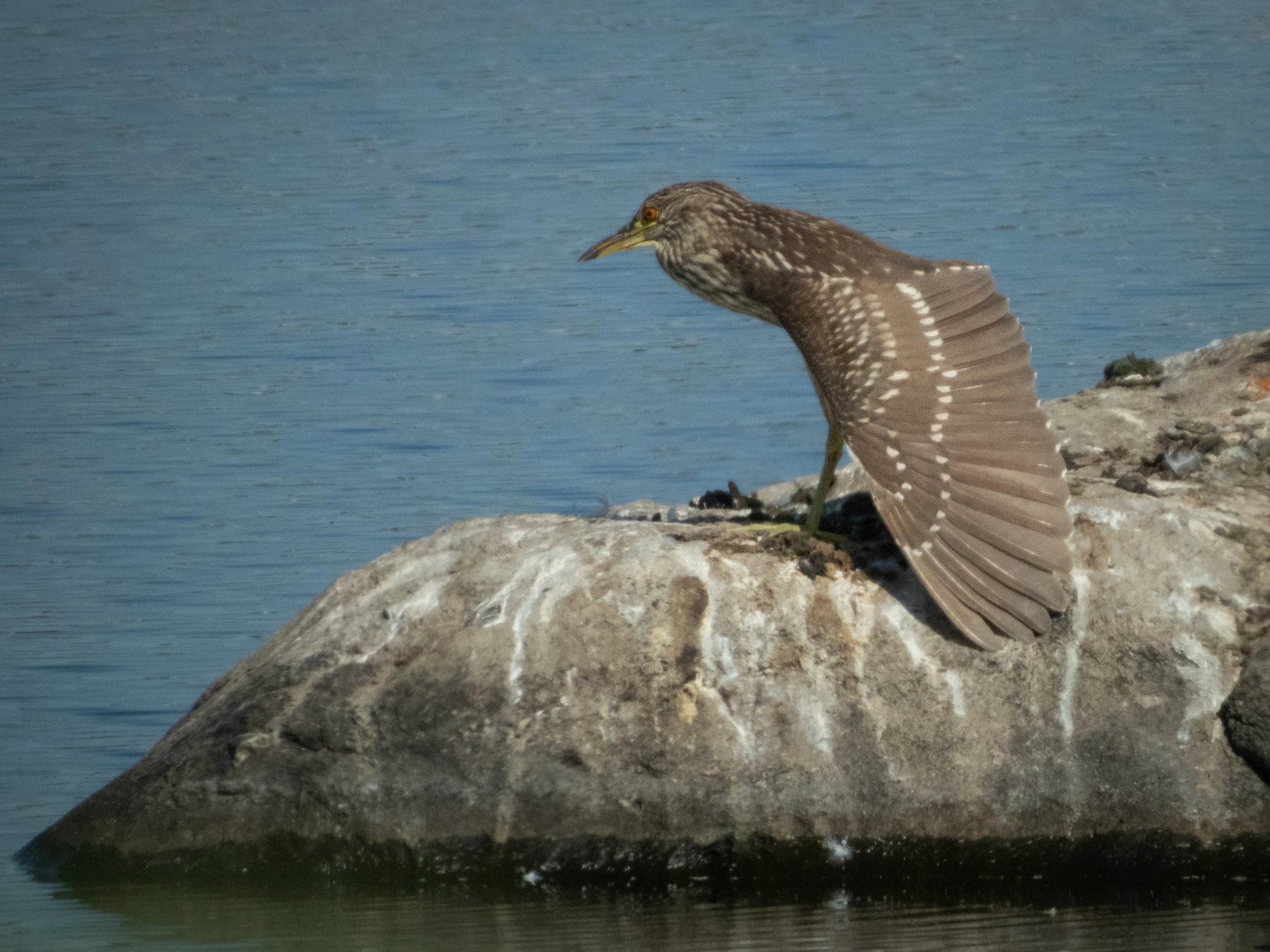 Black Crowned Night Heron-3.jpg