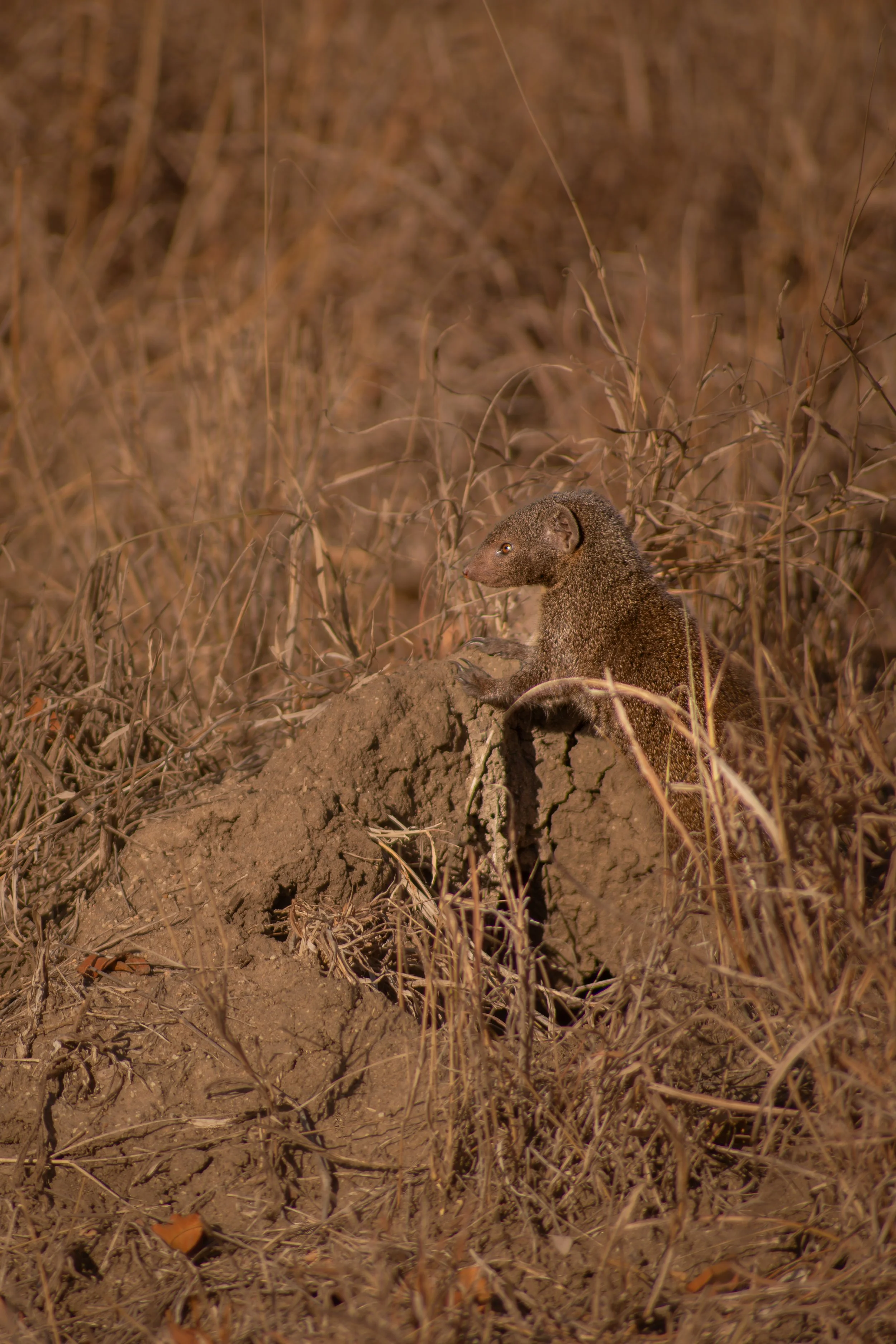 Dwarf Mongoose (Helogale parvula), 2015