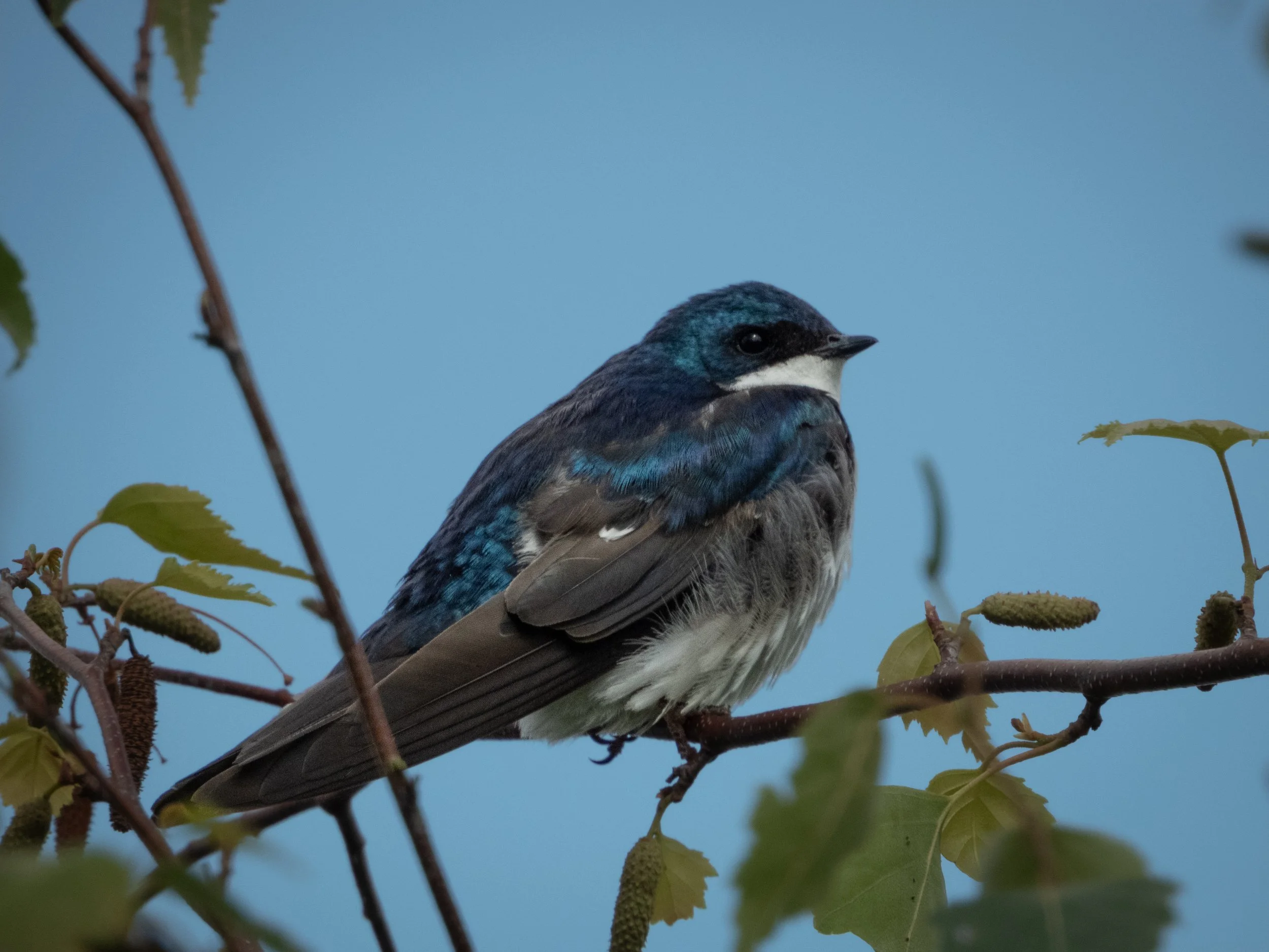 Tree Swallow.jpg