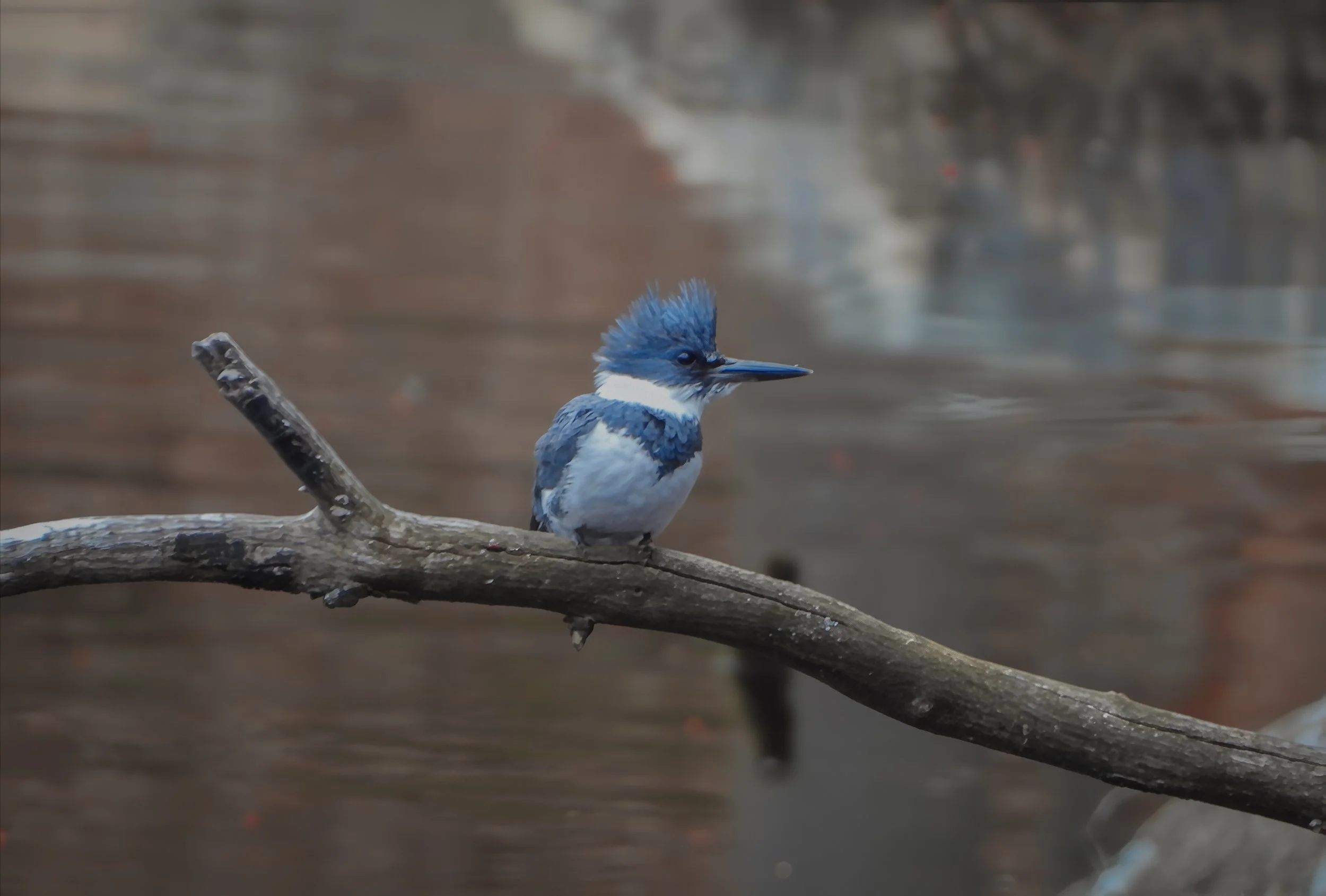 Belted Kingfisher (Megaceryle alcyon), 2025