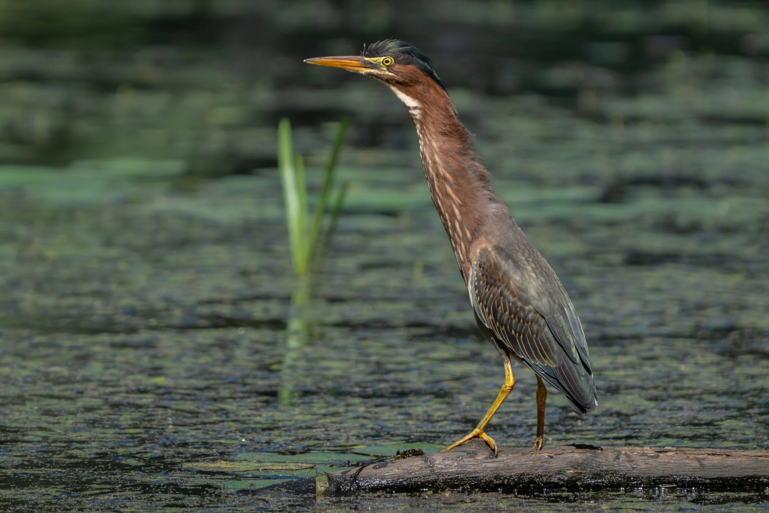 Green Heron (Butorides virescens), 2025