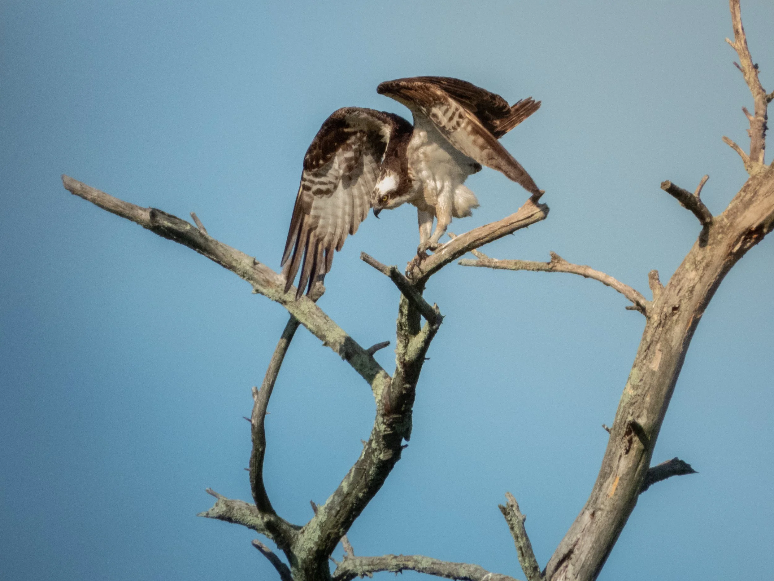 Osprey.jpg