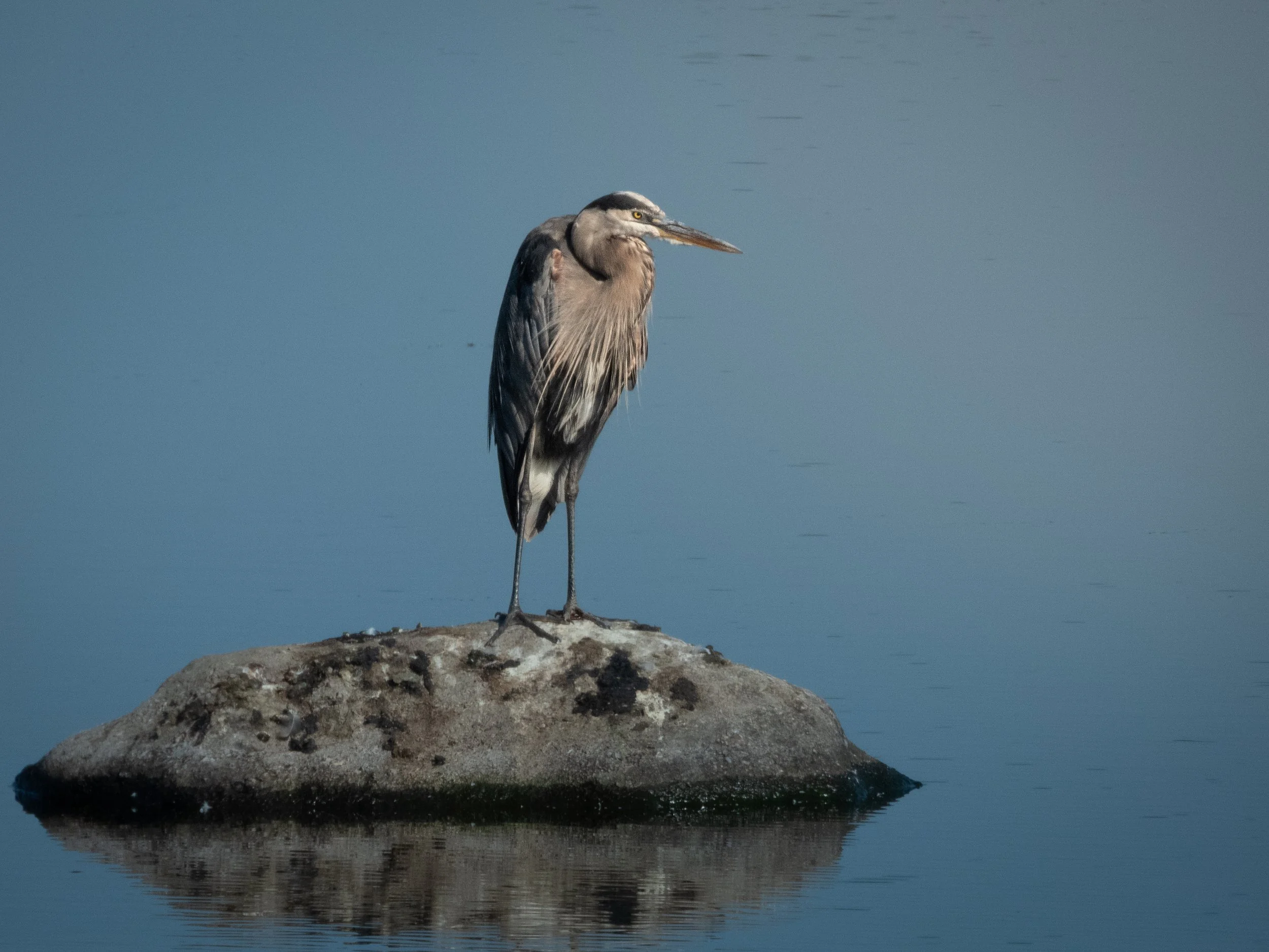 Great Blue Heron.jpg