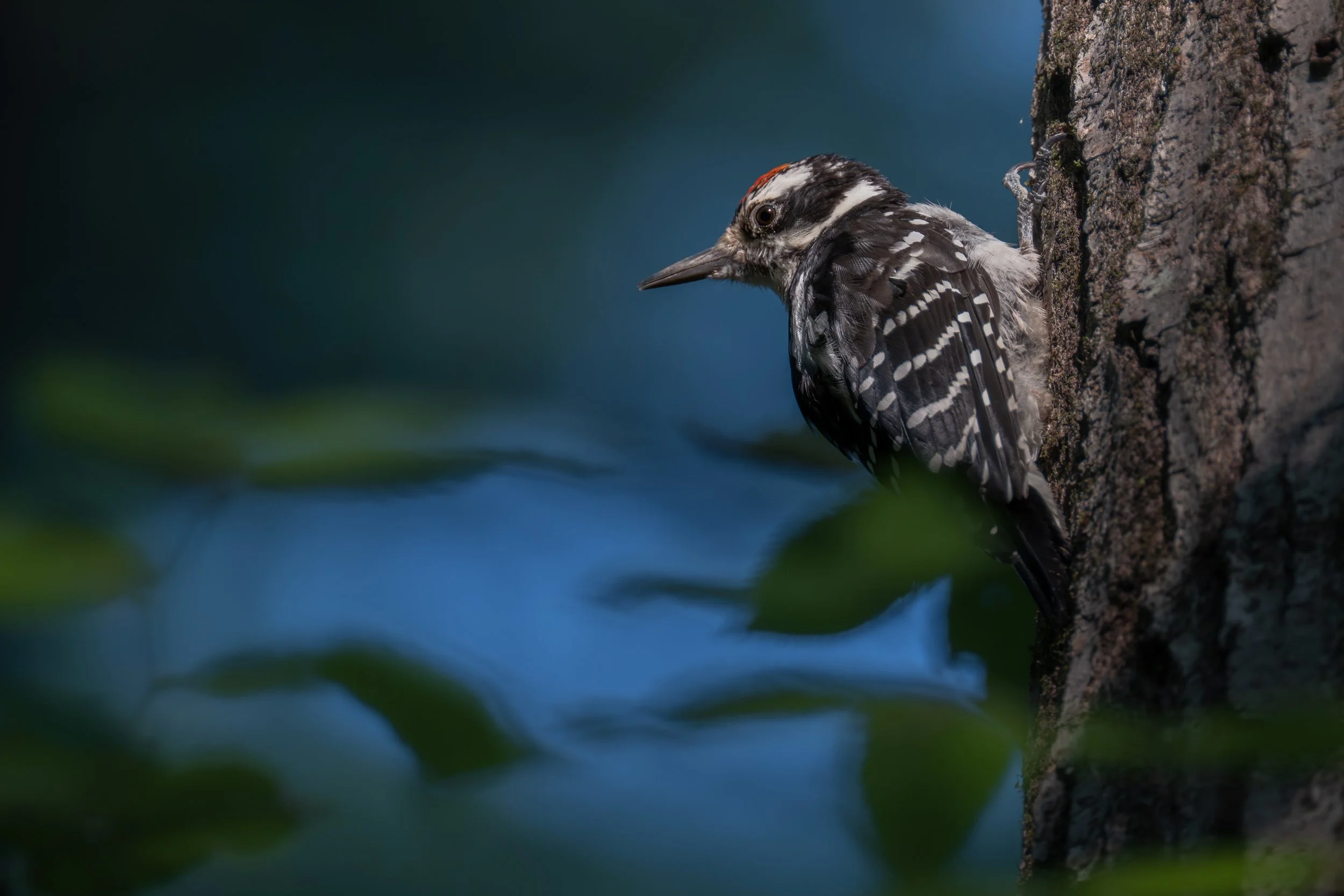 Downy Woodpecker (Picoides pubescens), 2025