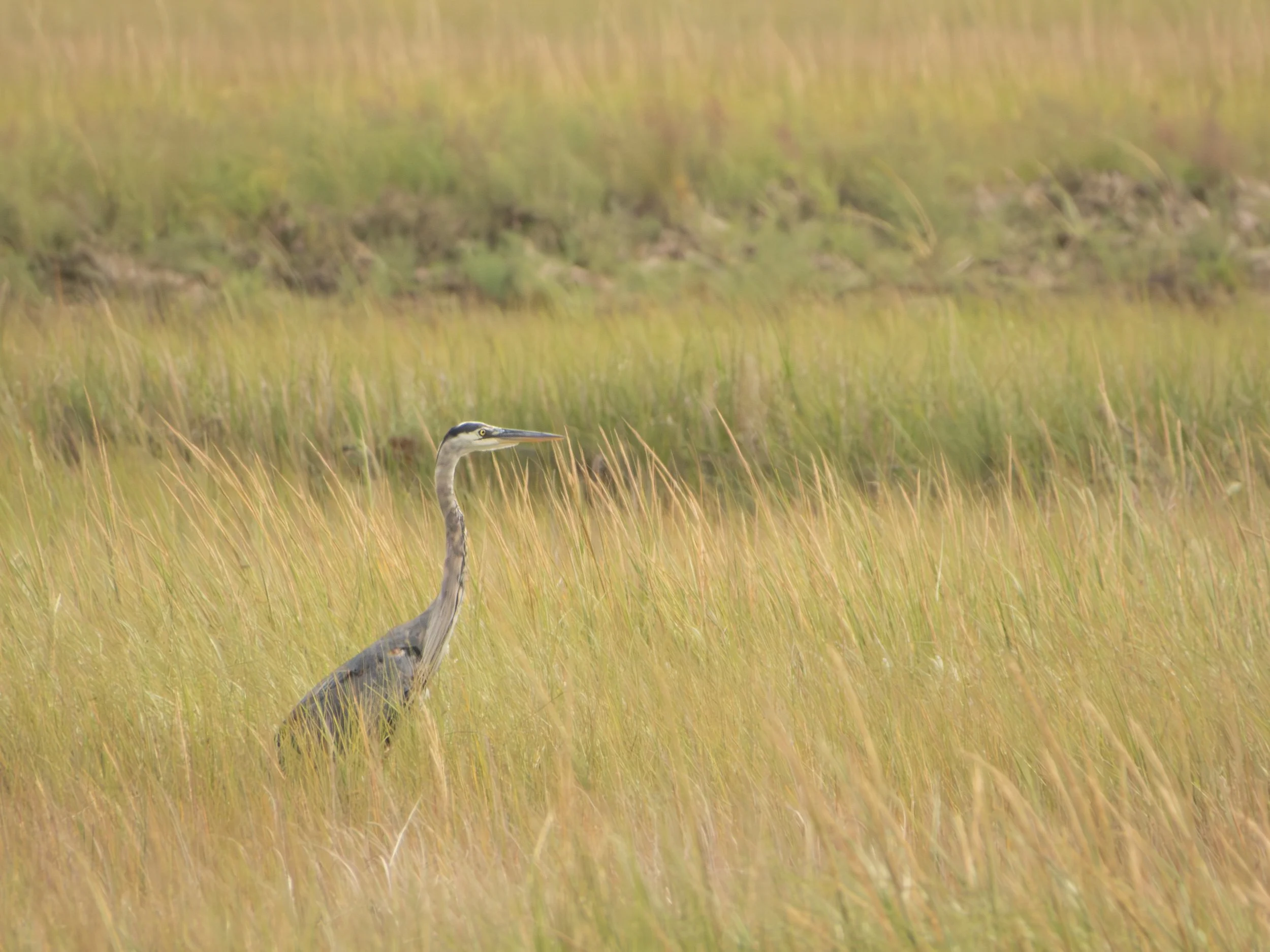 Great Blue Heron (Ardea herodias), 2025