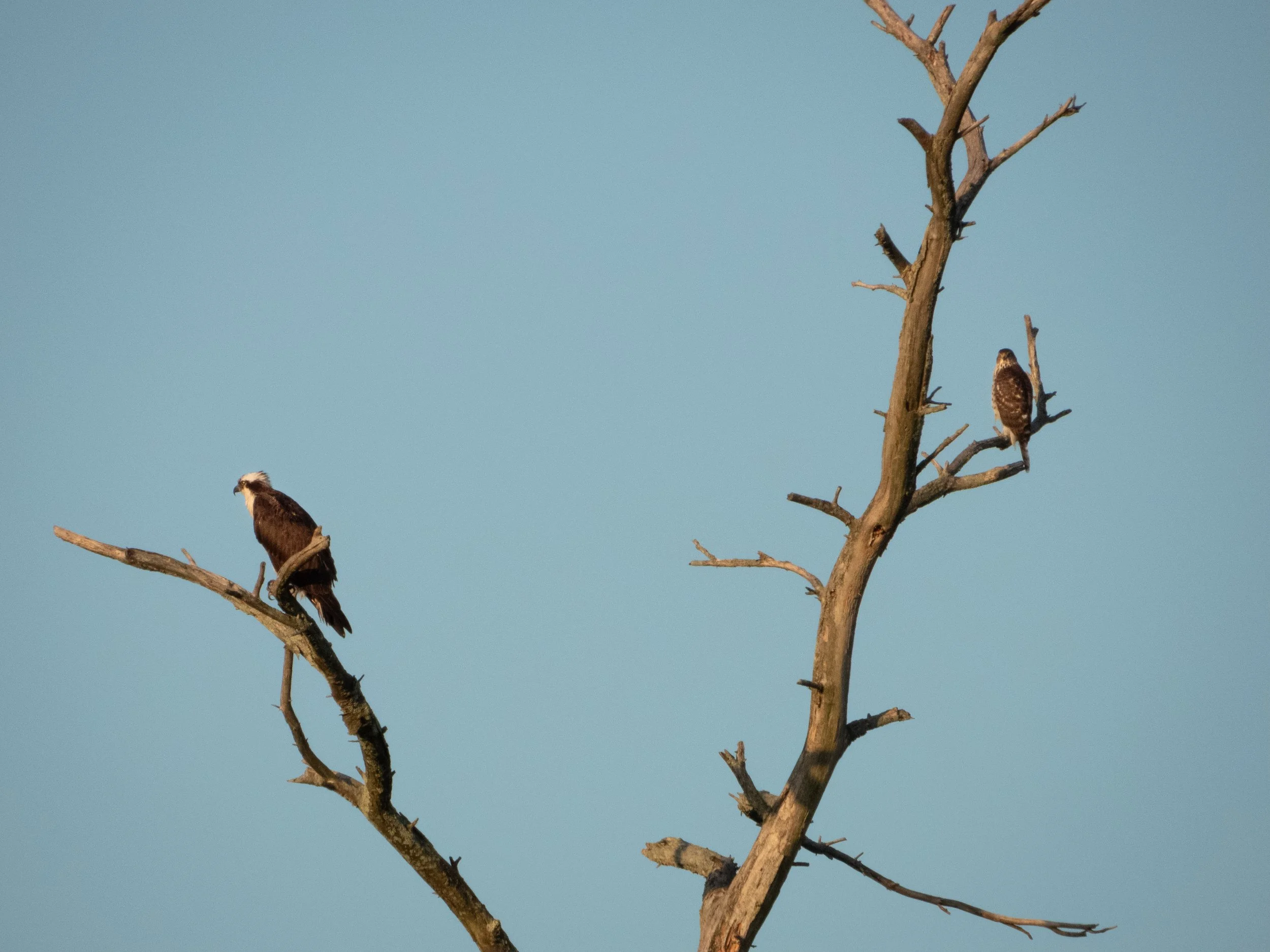 Osprey and Cooper's Hawk.jpg