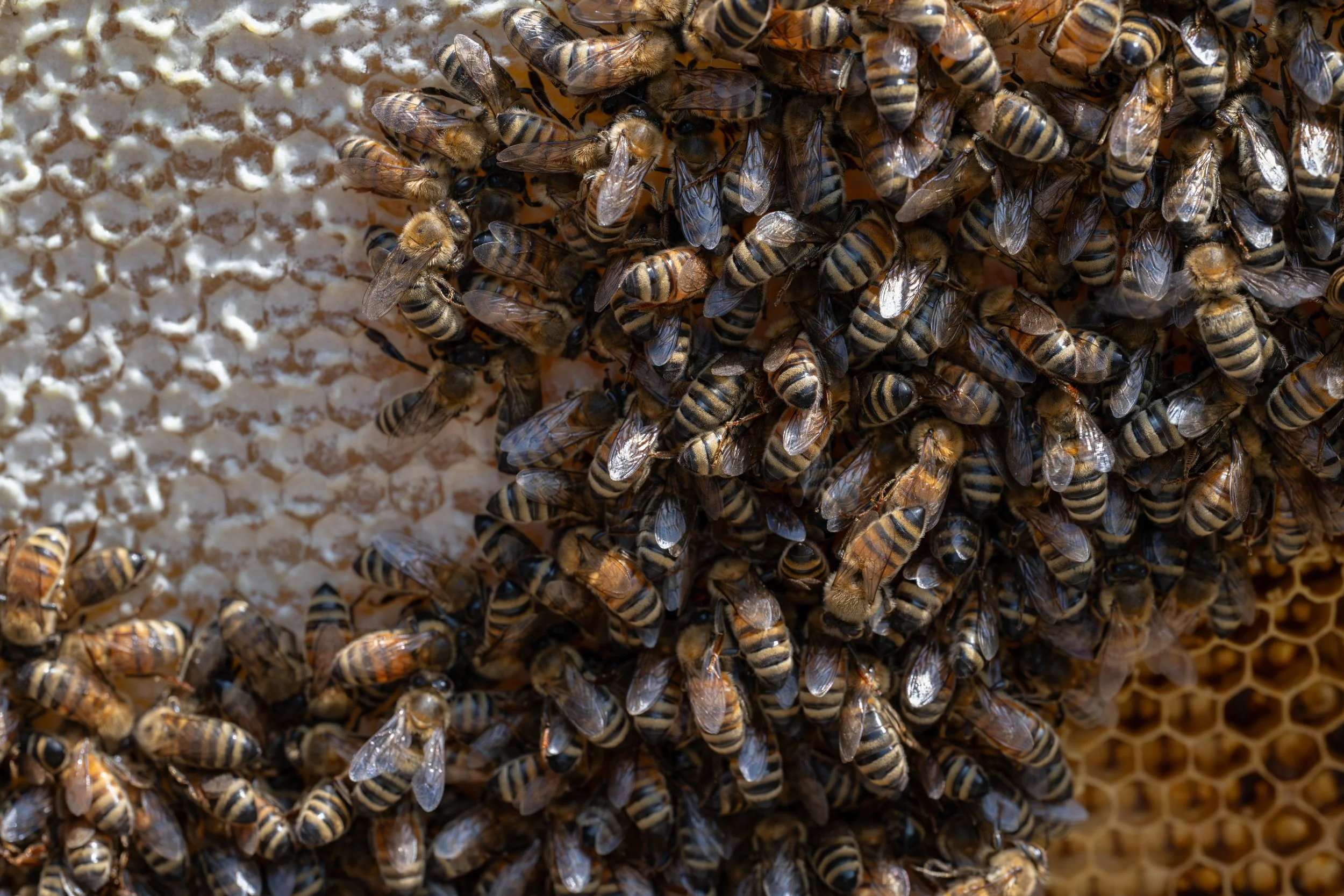 European Honey Bees (Apis mellifera), 2025