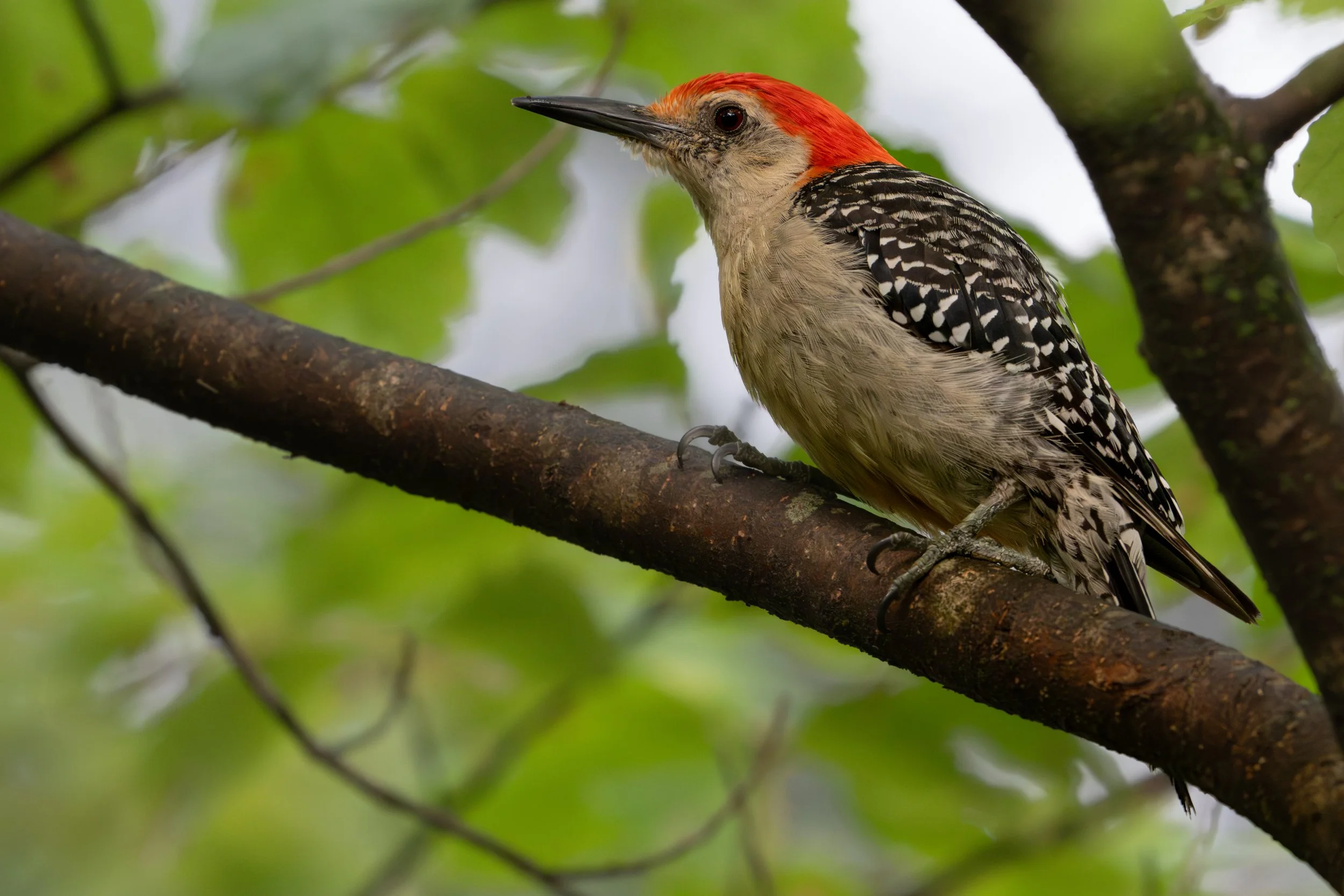 Red-bellied Woodpecker (Melanerpes carolinus), 2025