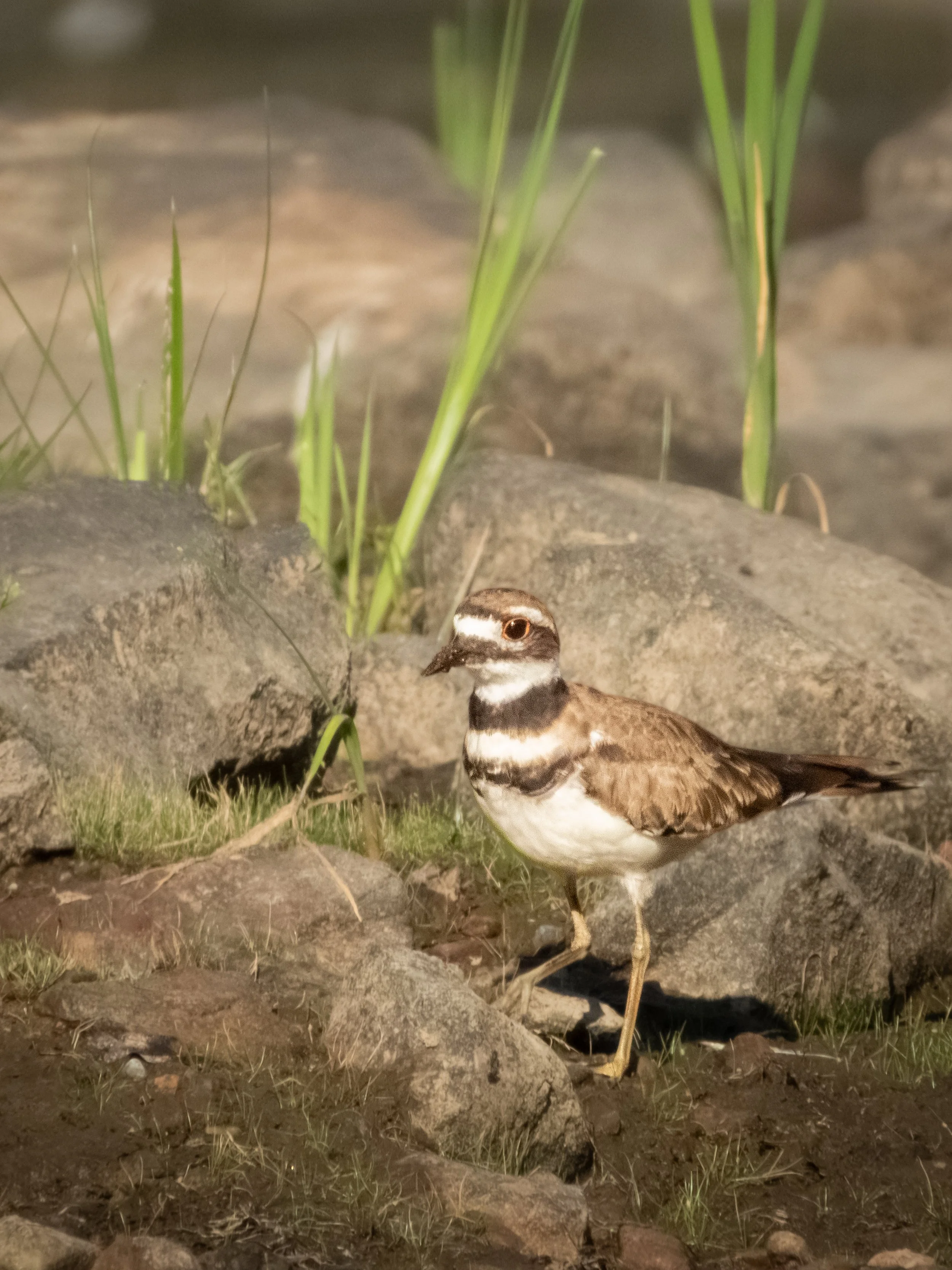 Killdeer.jpg