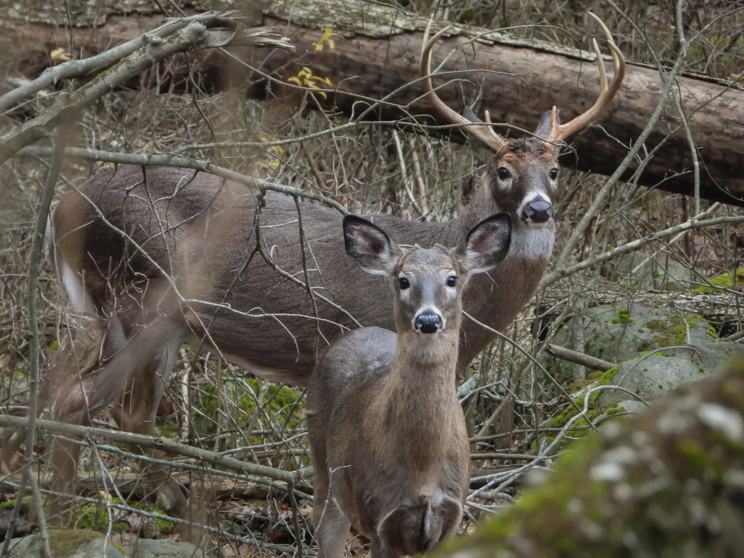 White-tailed Deer (Odocoileus virginianus), 2025