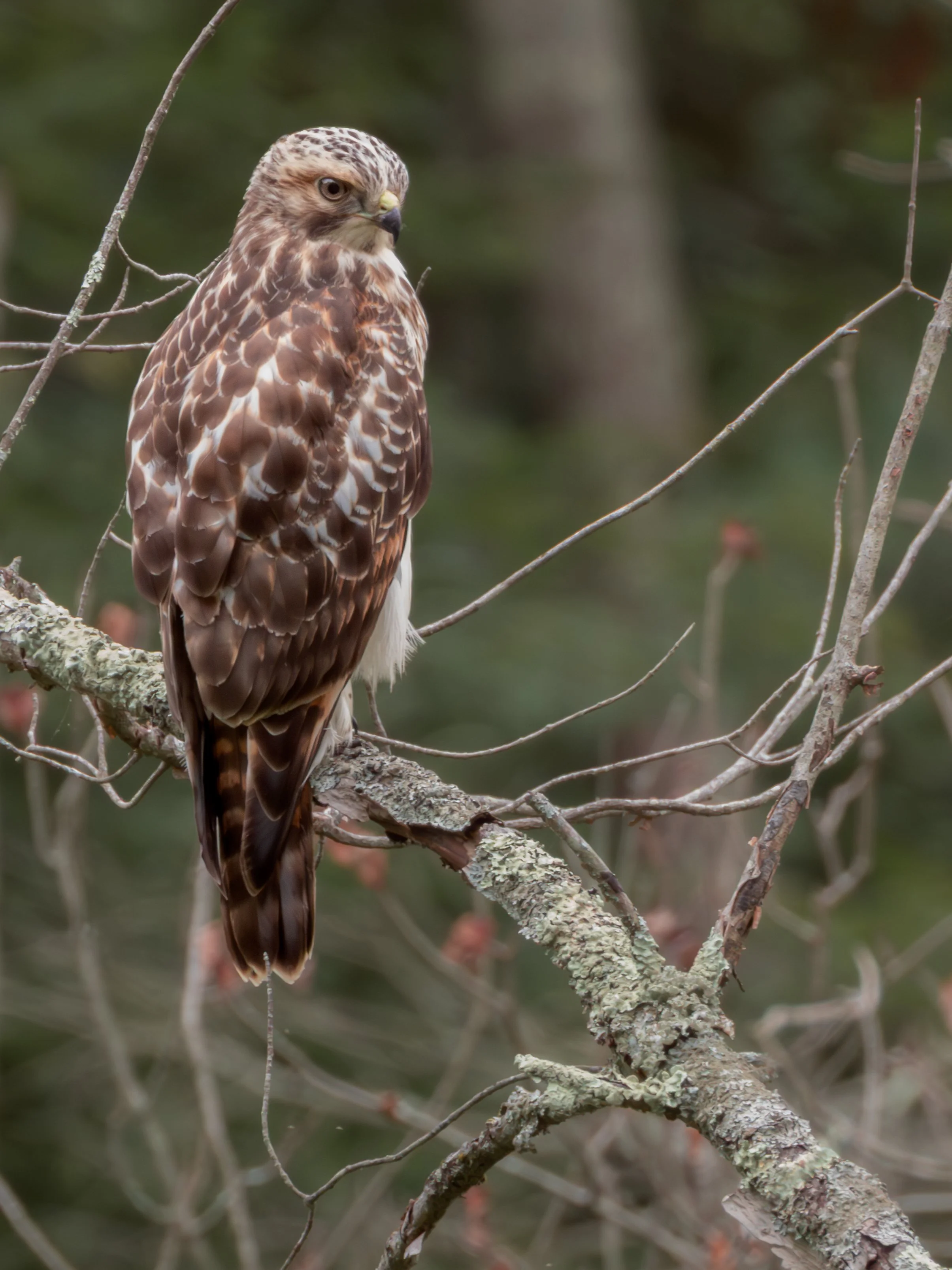 Red-Shouldered Hawk (Buteo lineatus), 2025