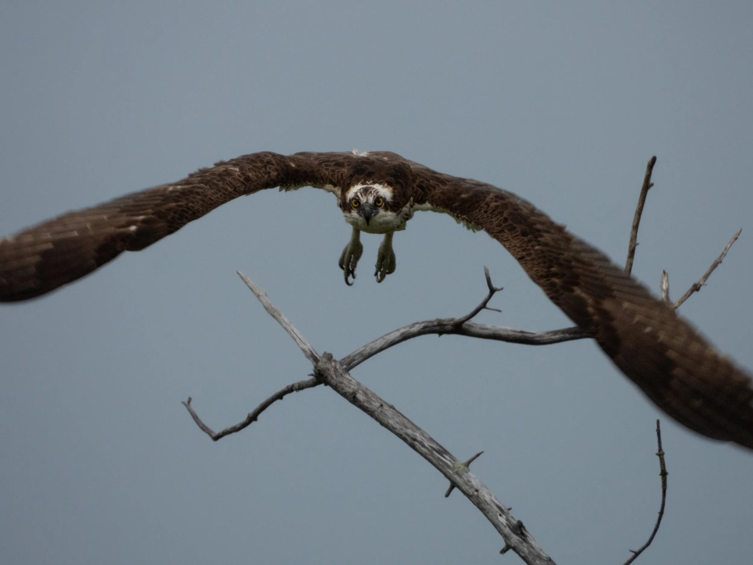 Osprey-6.jpg